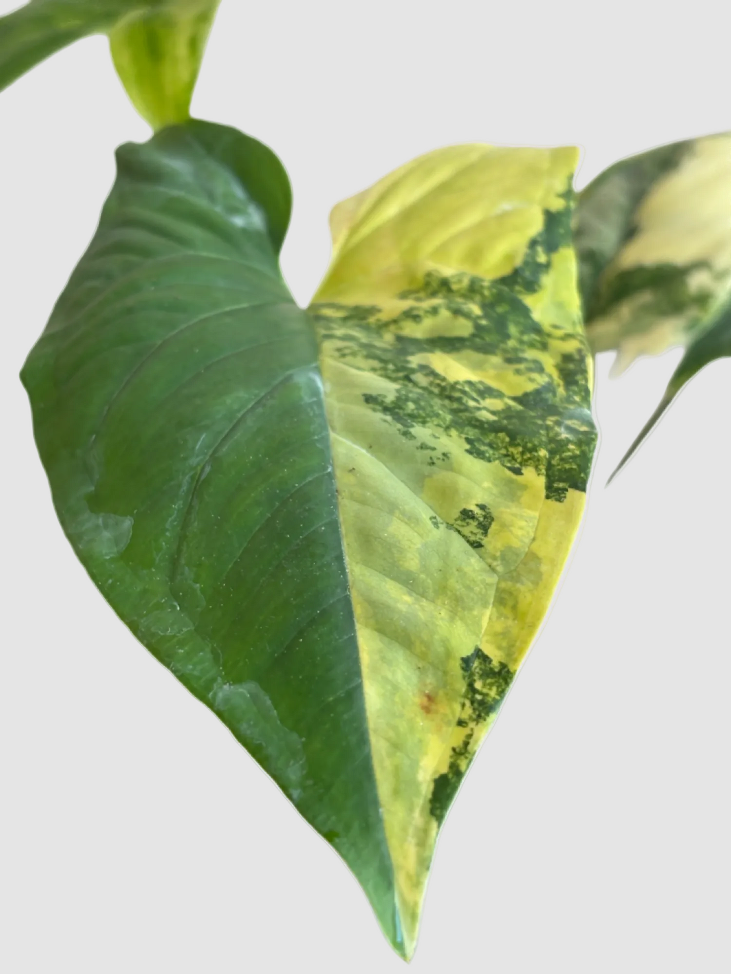 Syngonium Aurea Yellow Variegated – Rare Golden Variegated Arrowhead Plant