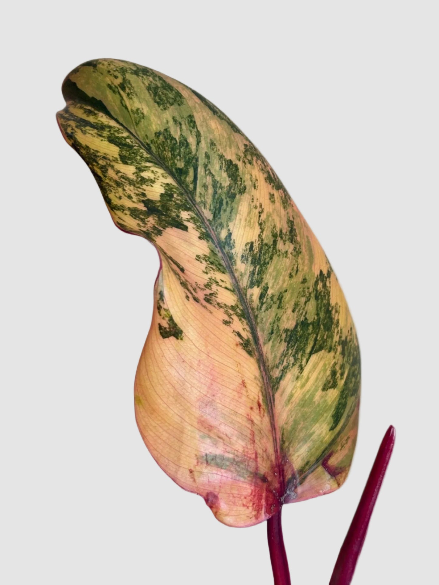 Philodendron Strawberry Shake – Rare Variegated Collector Plant