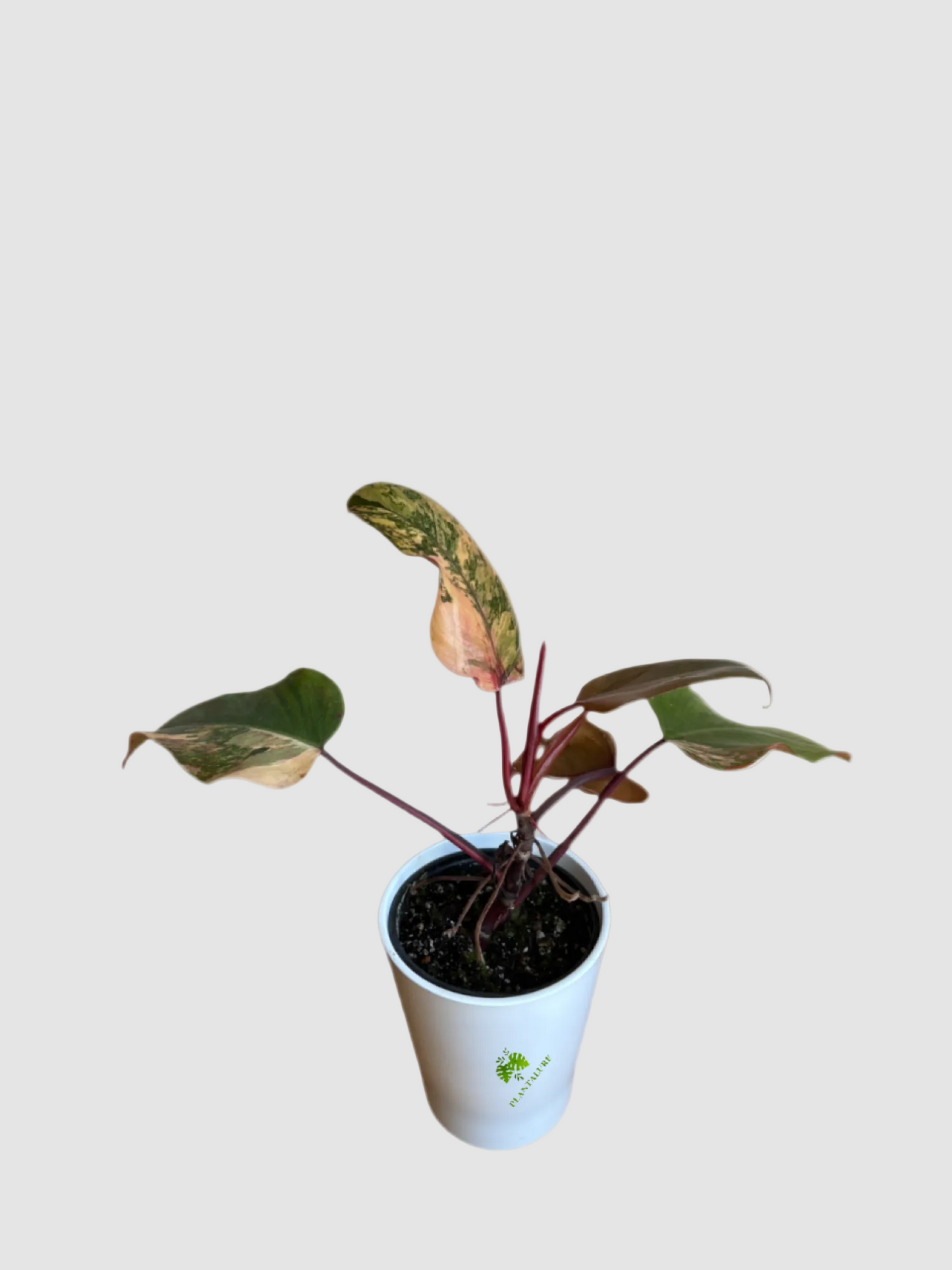 Philodendron Strawberry Shake – Rare Variegated Collector Plant