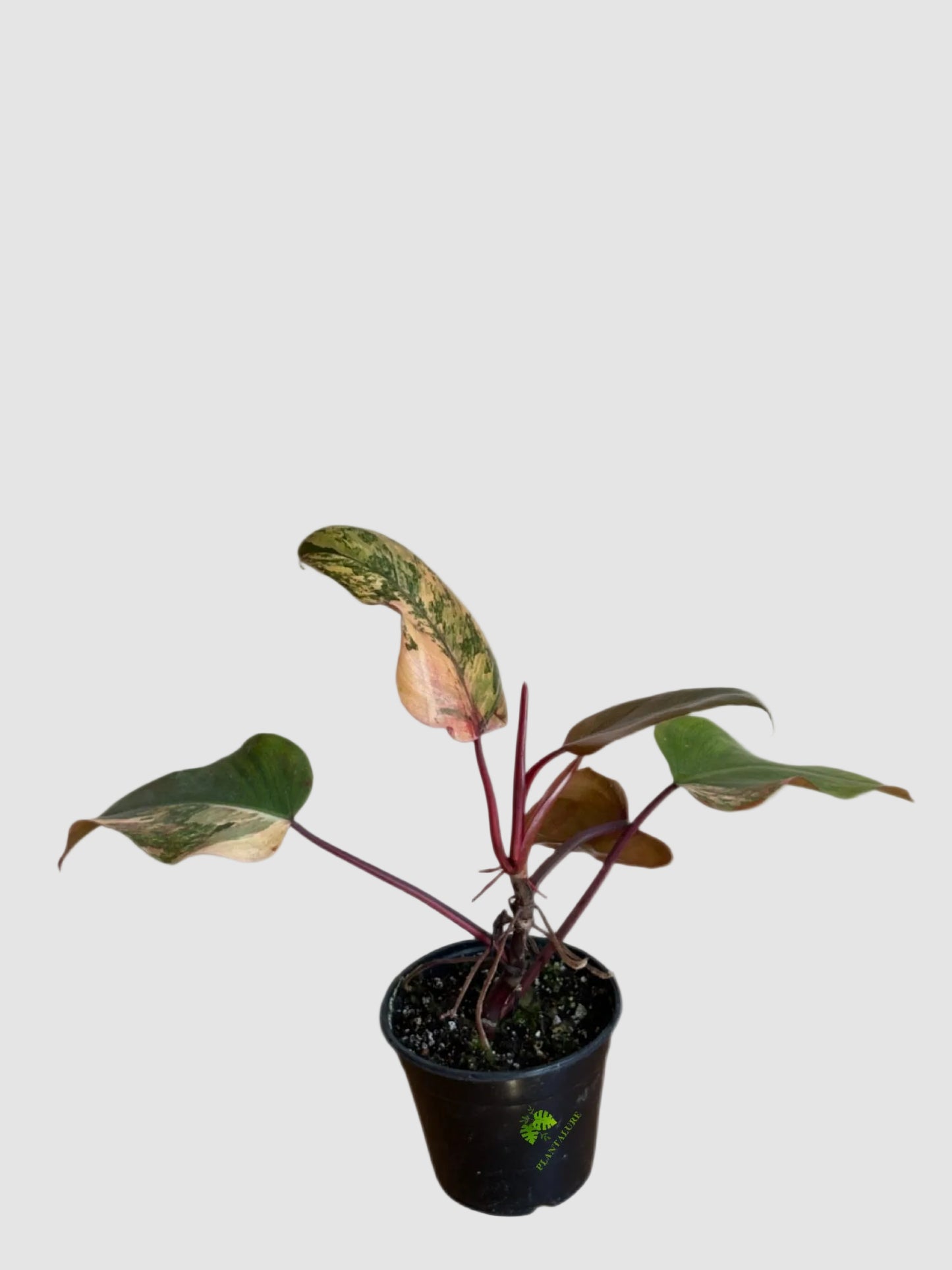 Philodendron Strawberry Shake – Rare Variegated Collector Plant