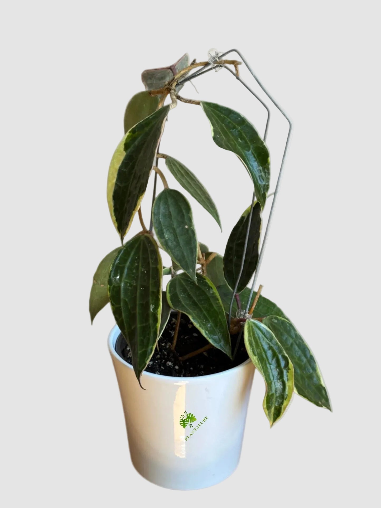 Hoya Macrophylla Variegated – Rare Variegated Hoya Plant