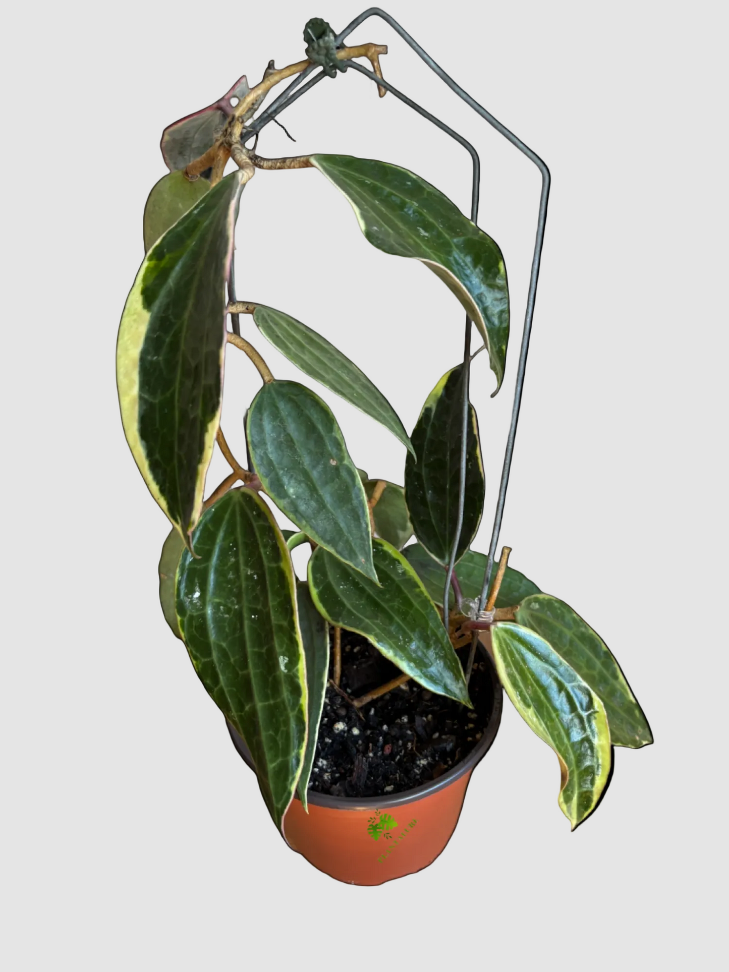 Hoya Macrophylla Variegated – Rare Variegated Hoya Plant