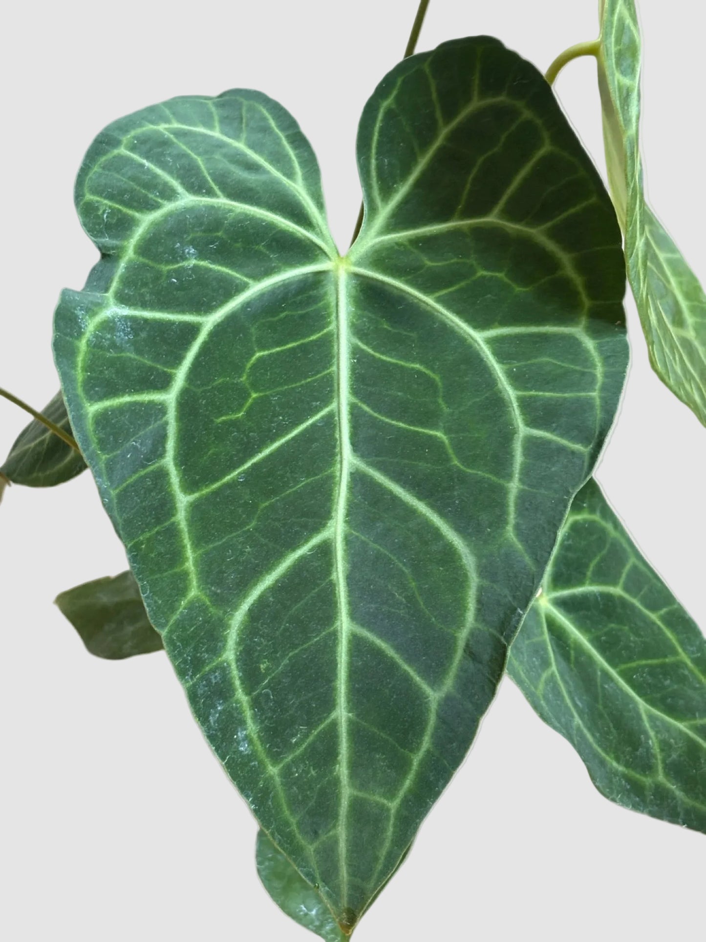 Anthurium Clarinervium