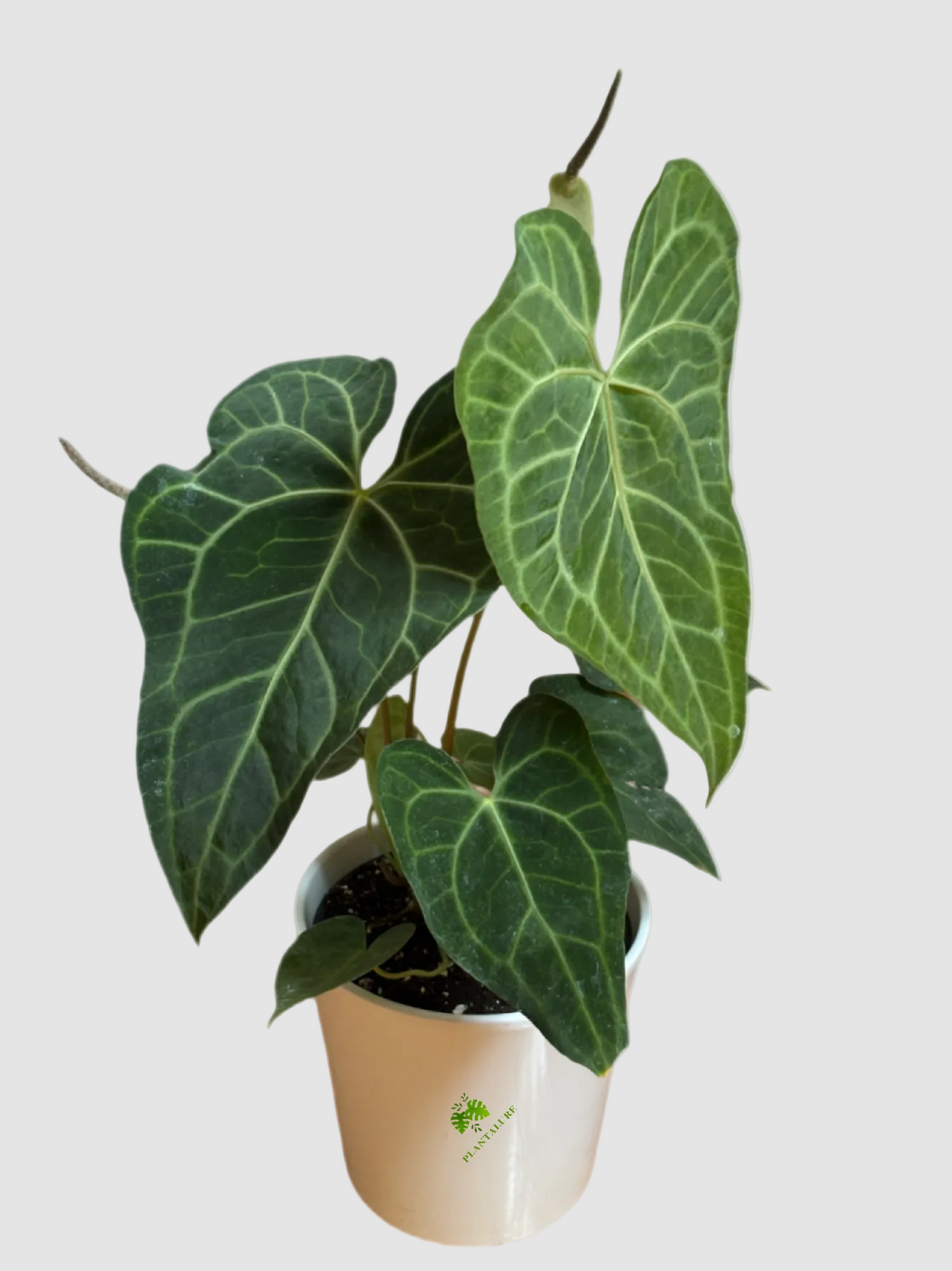 Anthurium Clarinervium
