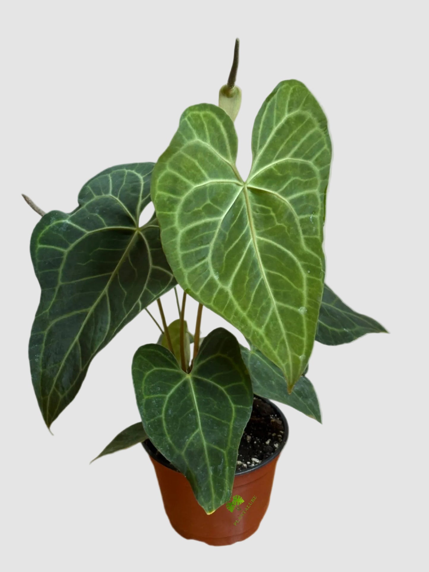 Anthurium Clarinervium