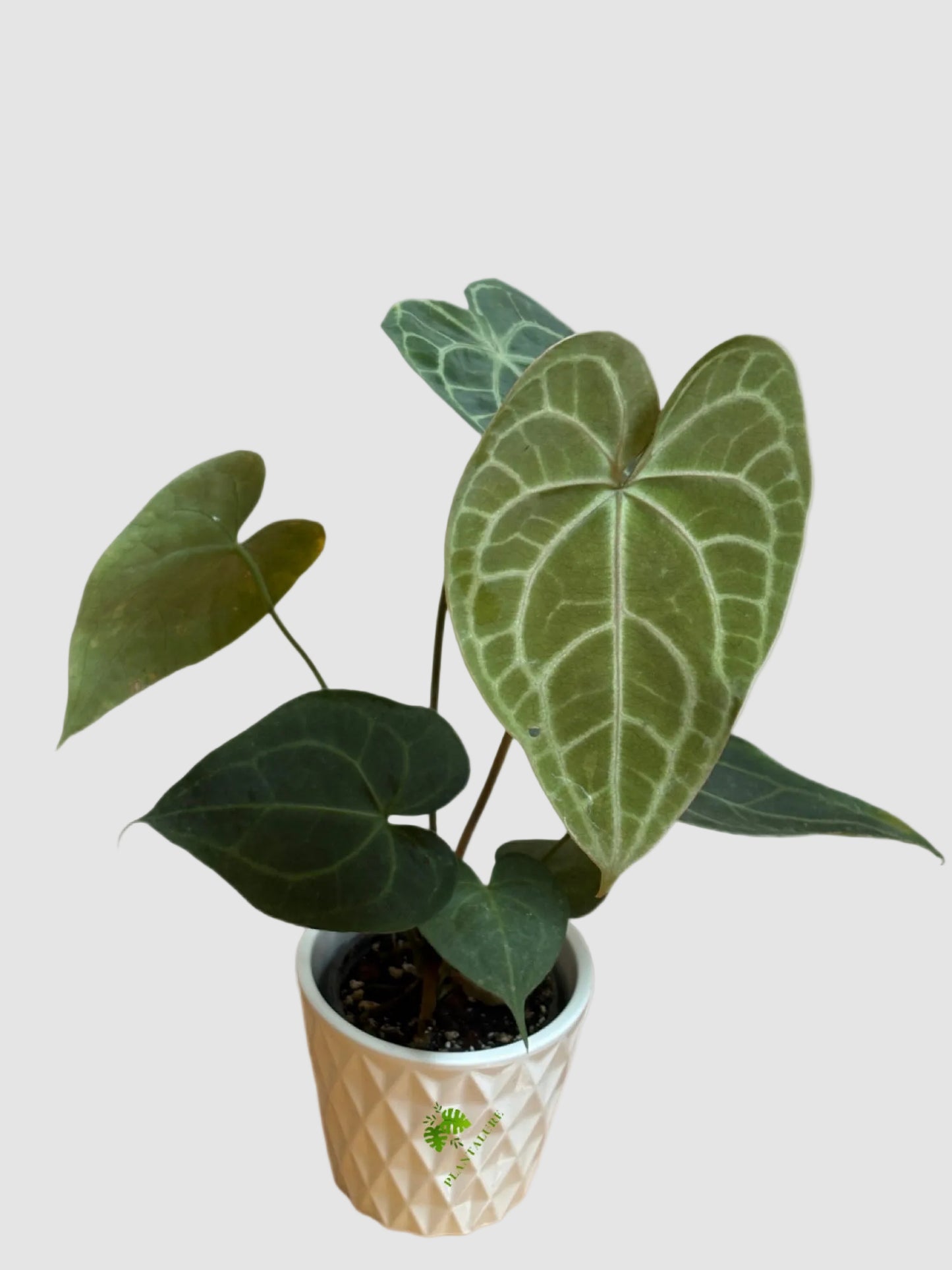 Anthurium Clarinervium