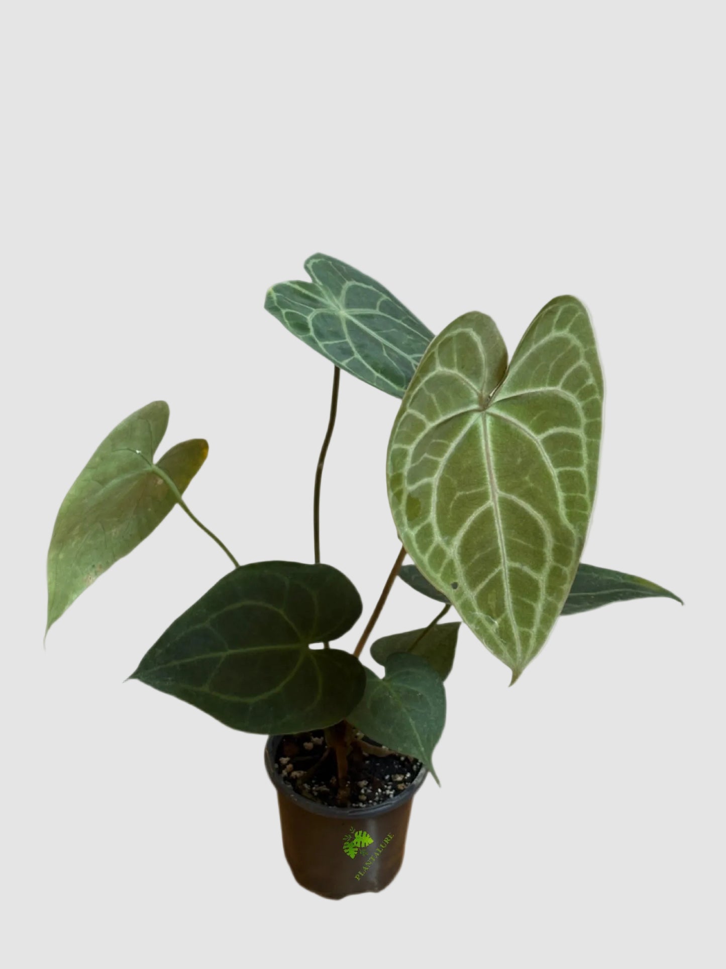 Anthurium Clarinervium