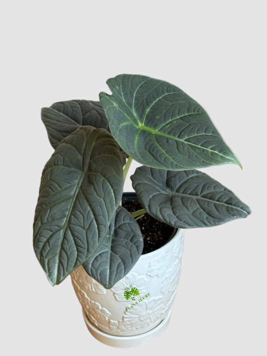 Alocasia Maharani (Grey Dragon) – Rare Textured Alocasia Plant