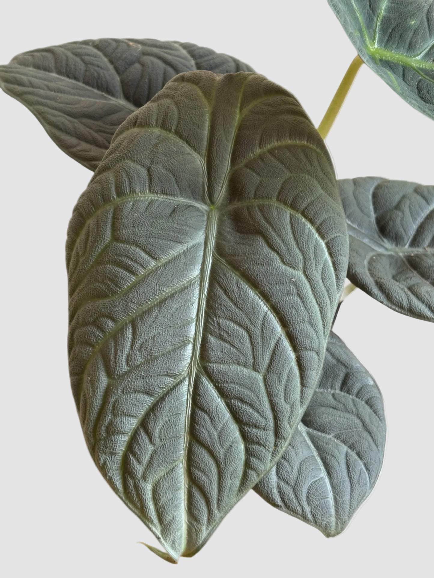 Alocasia Maharani (Grey Dragon) – Rare Textured Alocasia Plant