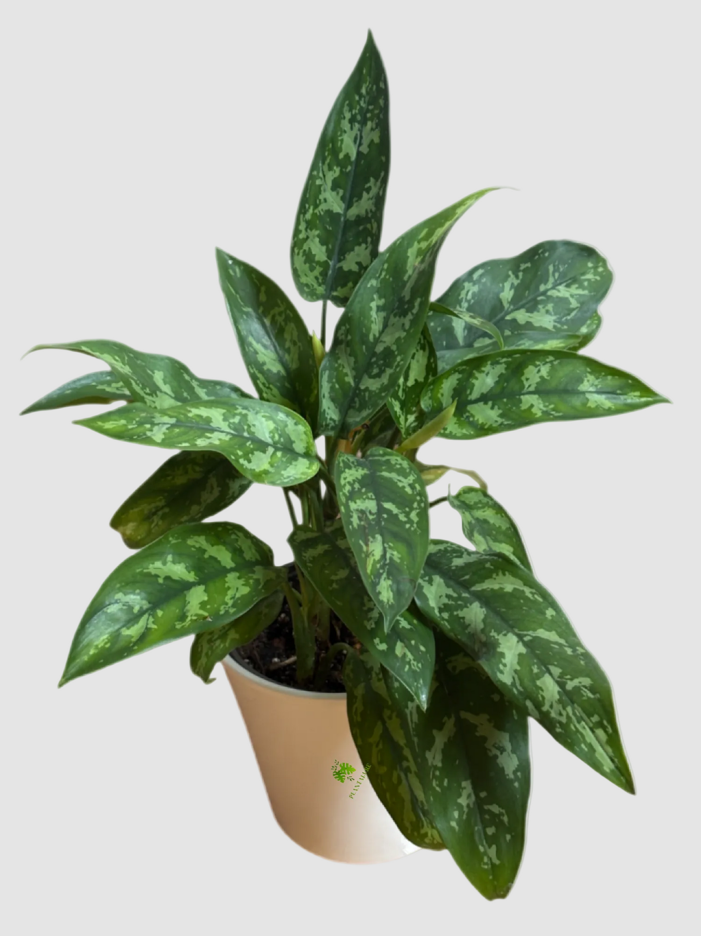 Aglaonema Maria 'Emerald Beauty' - Chinese Evergreen
