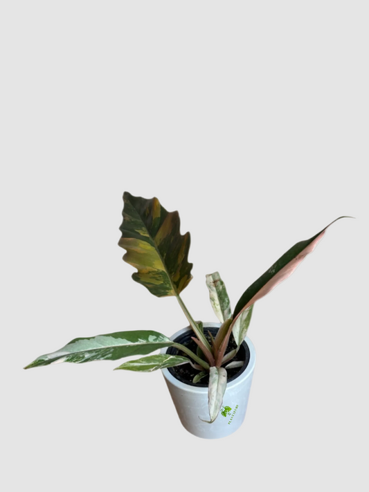 Philodendron Caramel Marble - Rare Variegated Tropical Aroid Plant