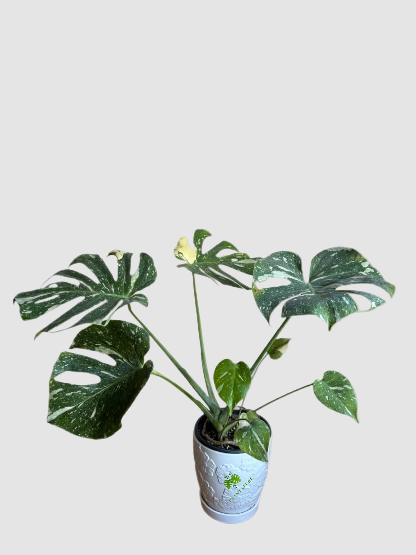 Monstera Deliciosa ‘Thai Constellation’