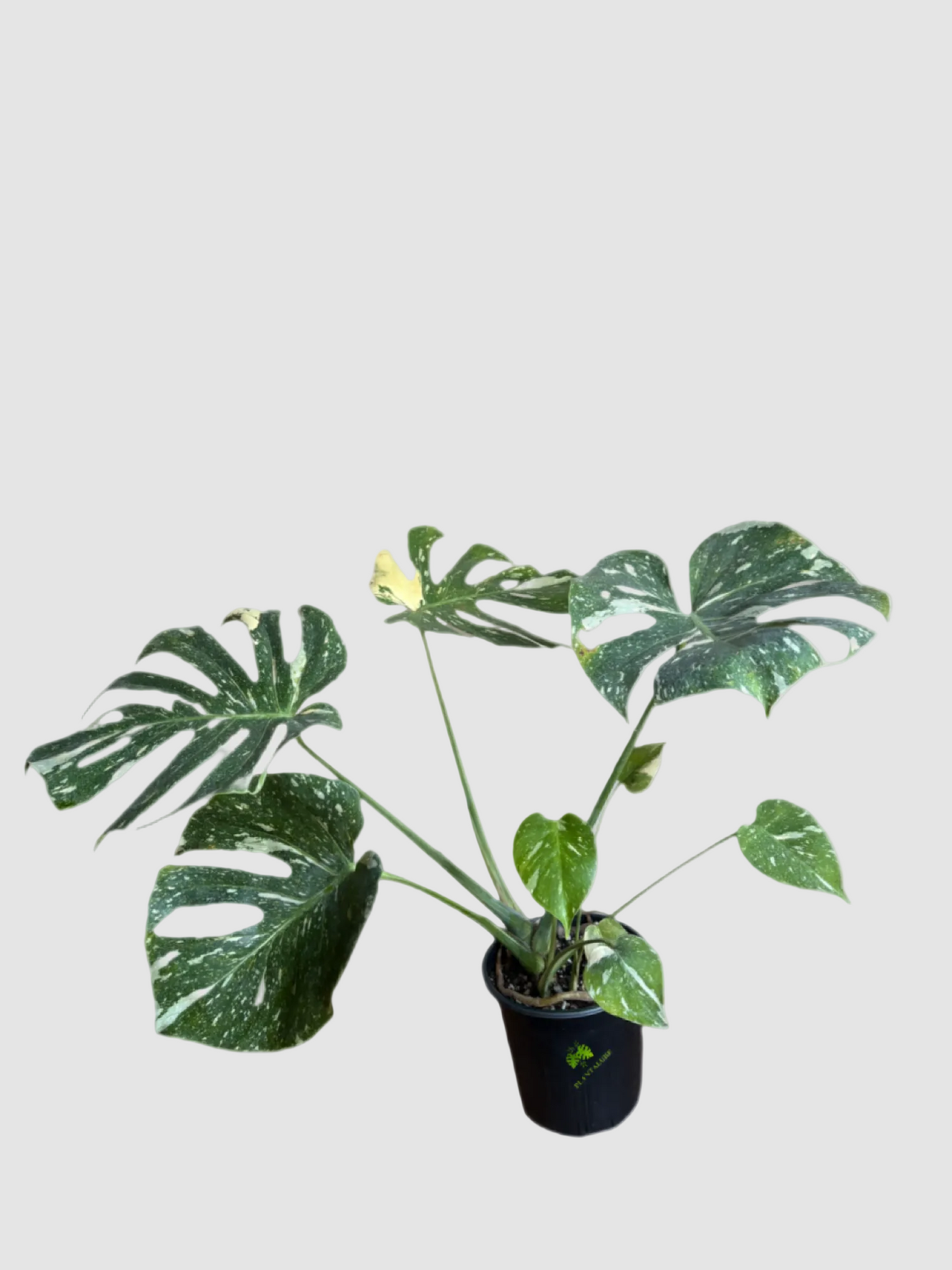 Monstera Deliciosa ‘Thai Constellation’