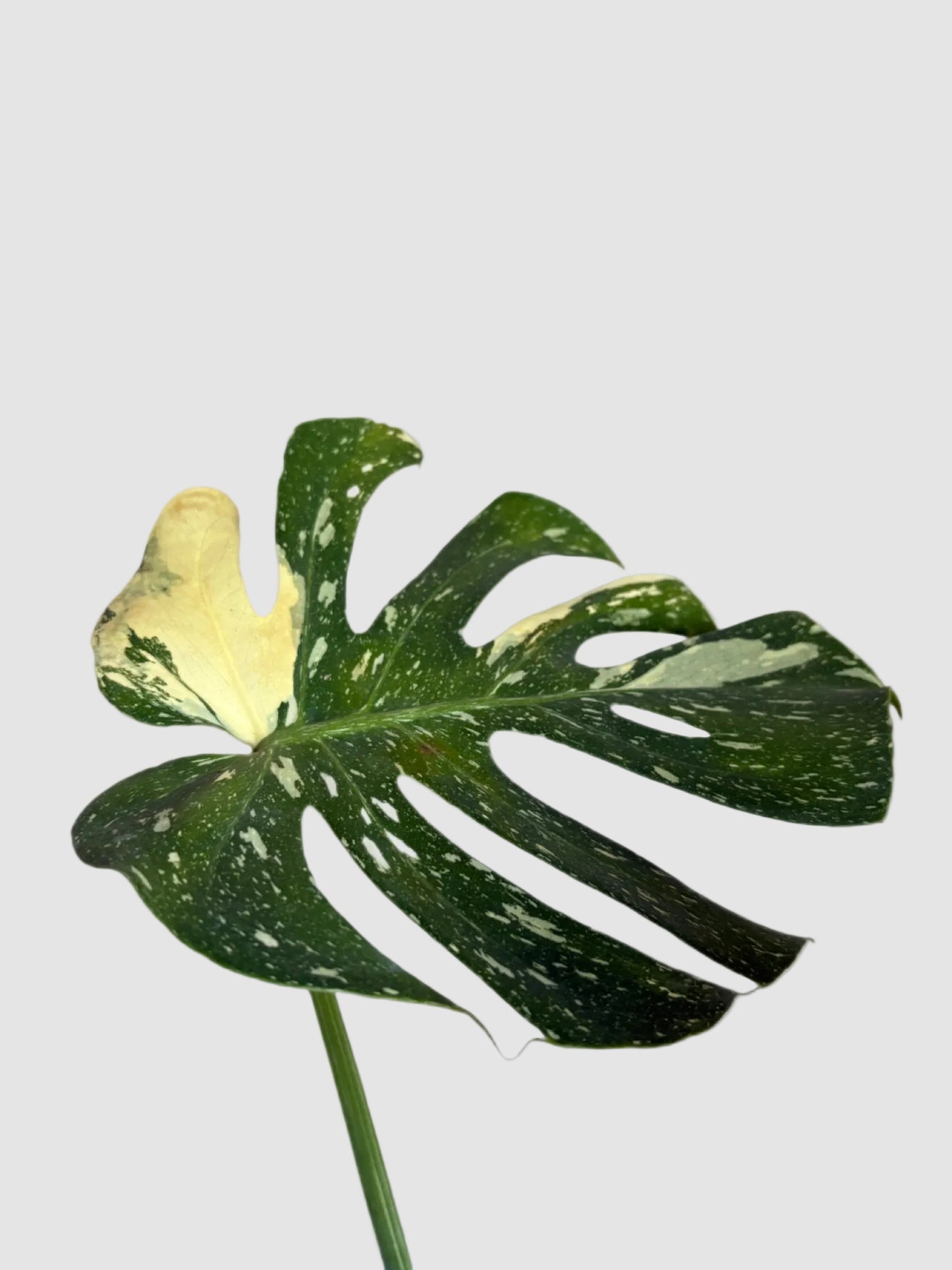 Monstera Deliciosa ‘Thai Constellation’