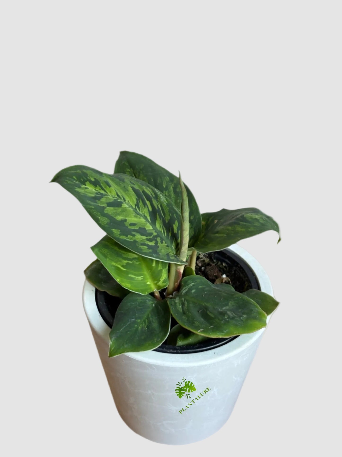 Homalomena 'Camouflage' – Tropical Camouflage Foliage Plant