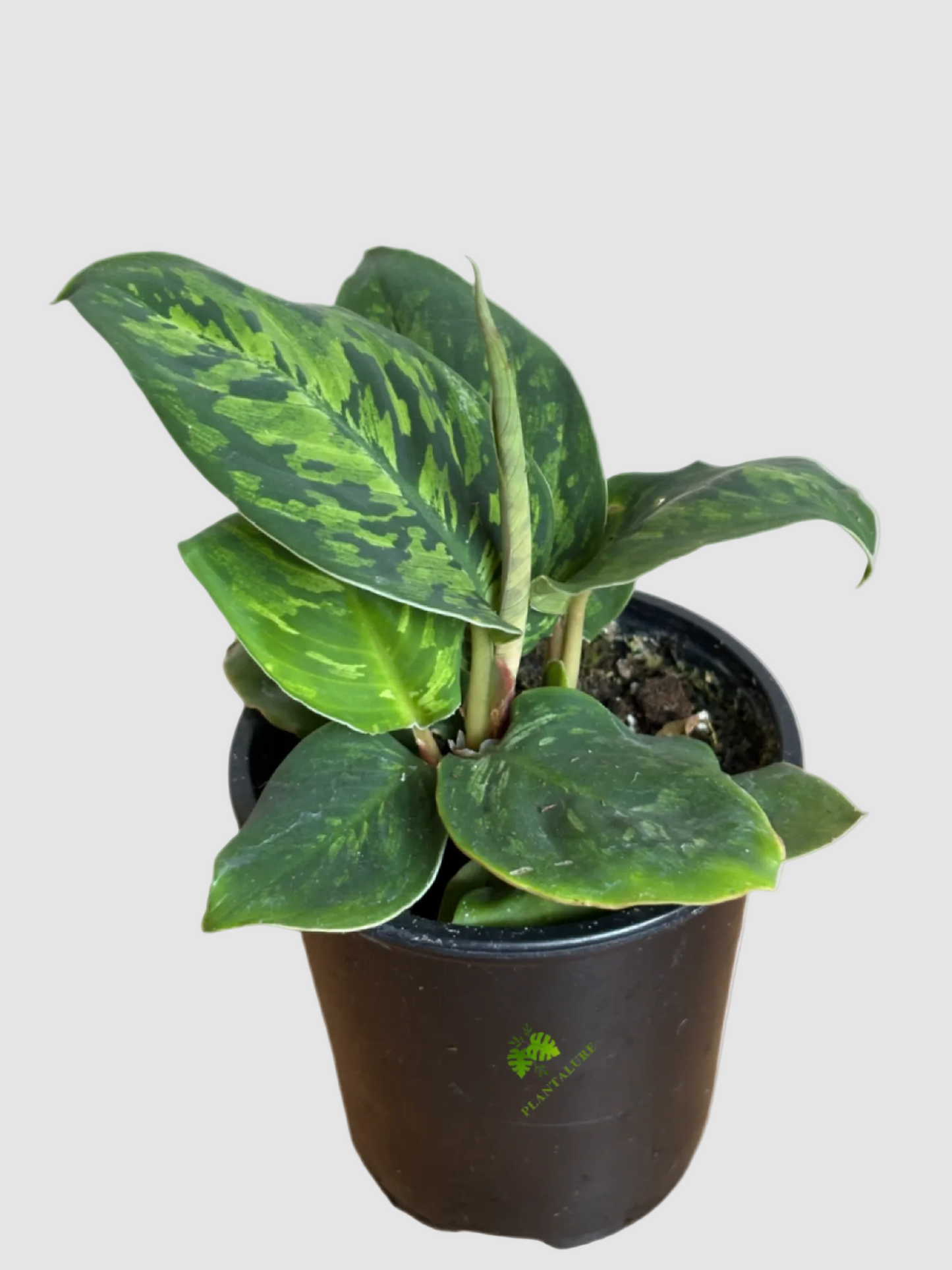 Homalomena 'Camouflage' – Tropical Camouflage Foliage Plant