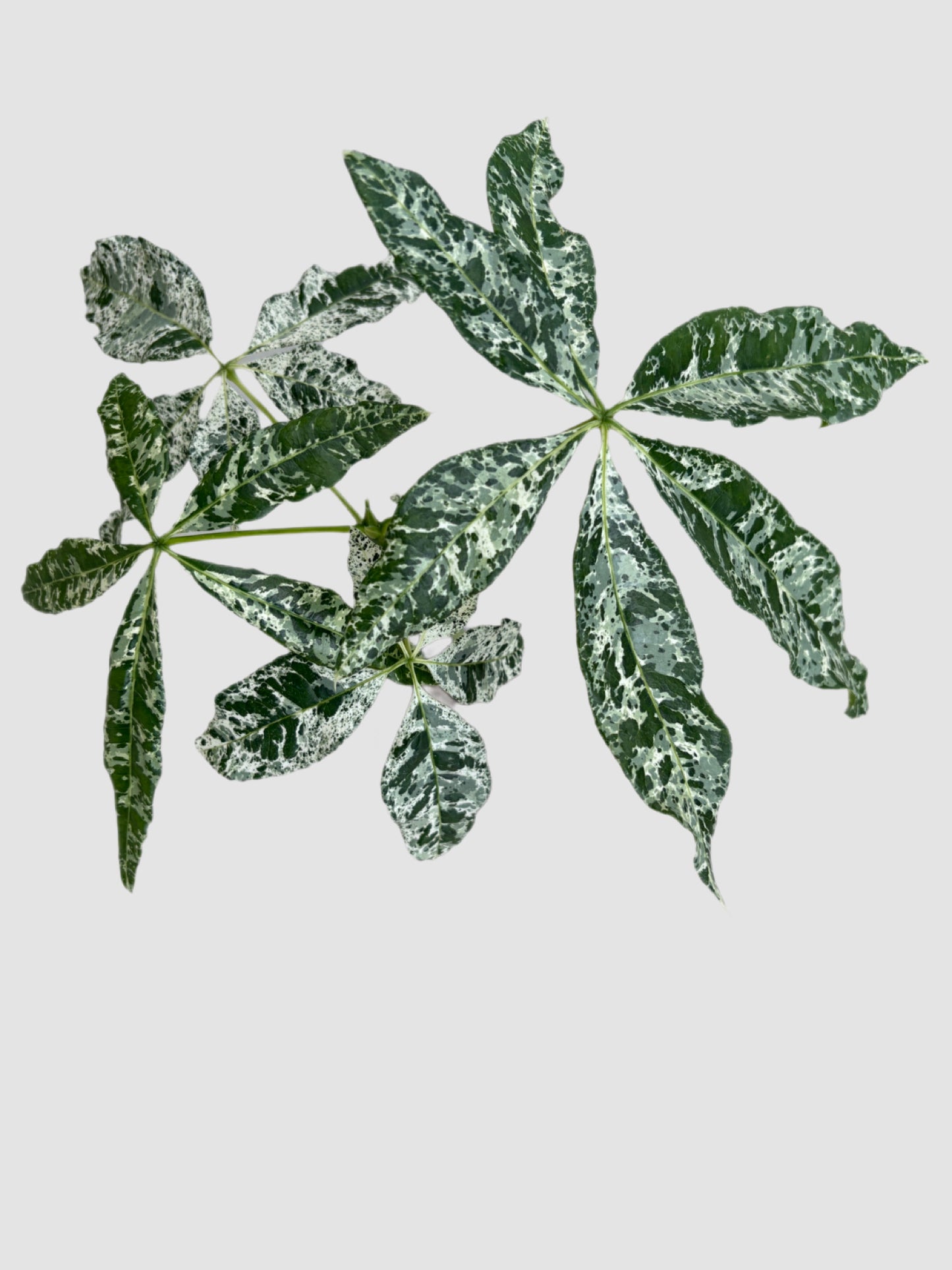Money Tree Variegated (Pachira aquatica ‘Variegata’)