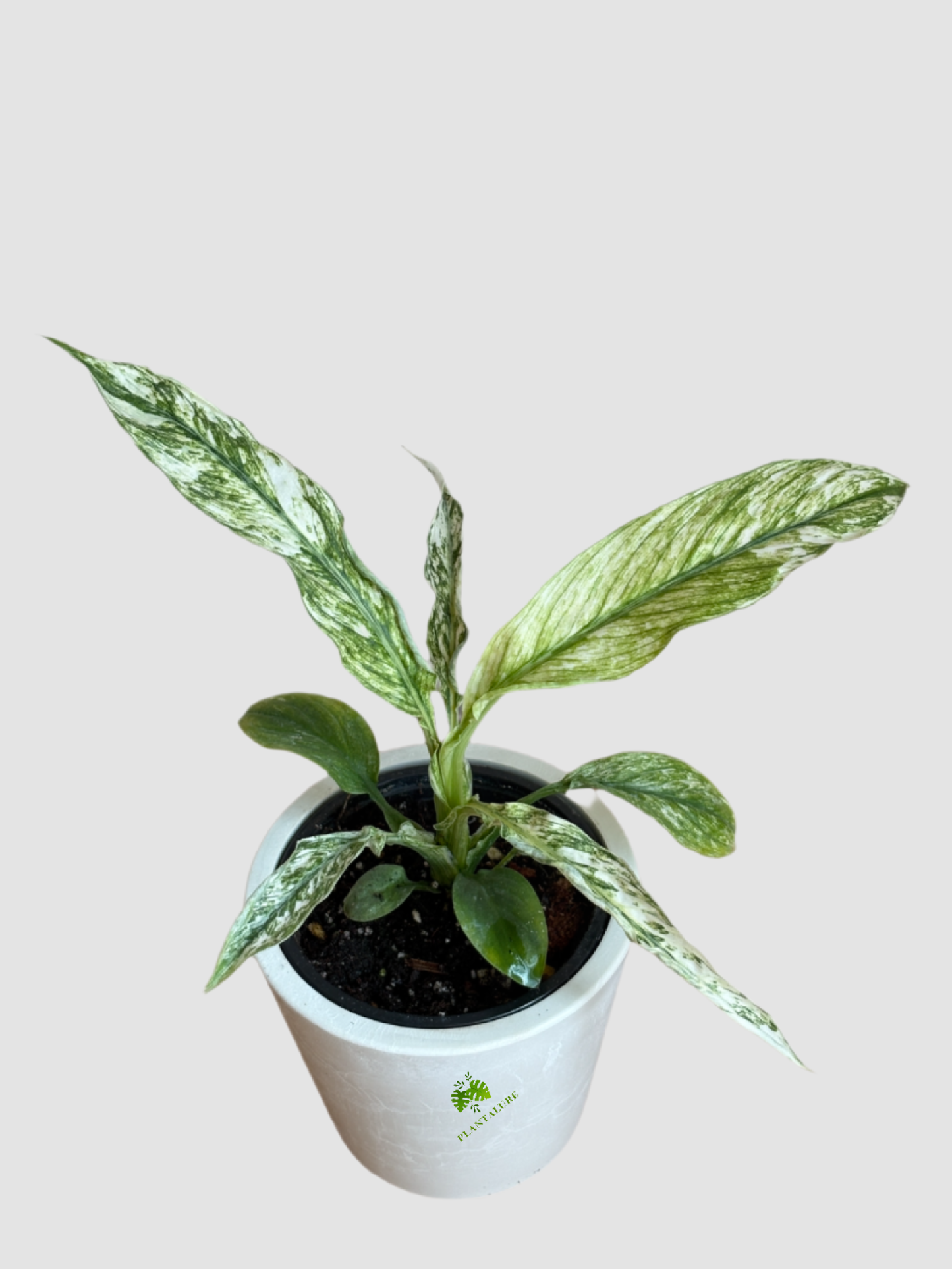 Peace Lily Sensation Variegata (Spathiphyllum 'Sensation Variegata') – Rare Giant Variegated Peace Lily