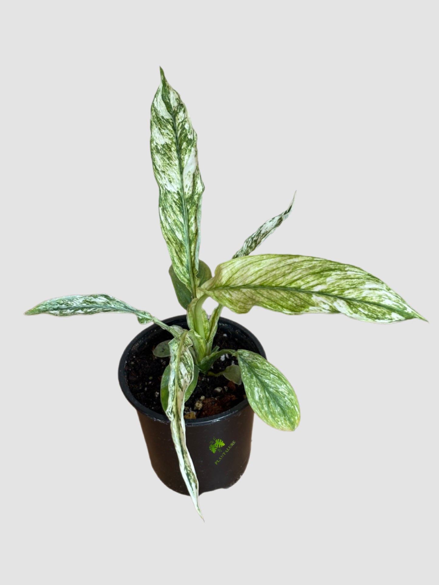 Peace Lily Sensation Variegata (Spathiphyllum 'Sensation Variegata') – Rare Giant Variegated Peace Lily