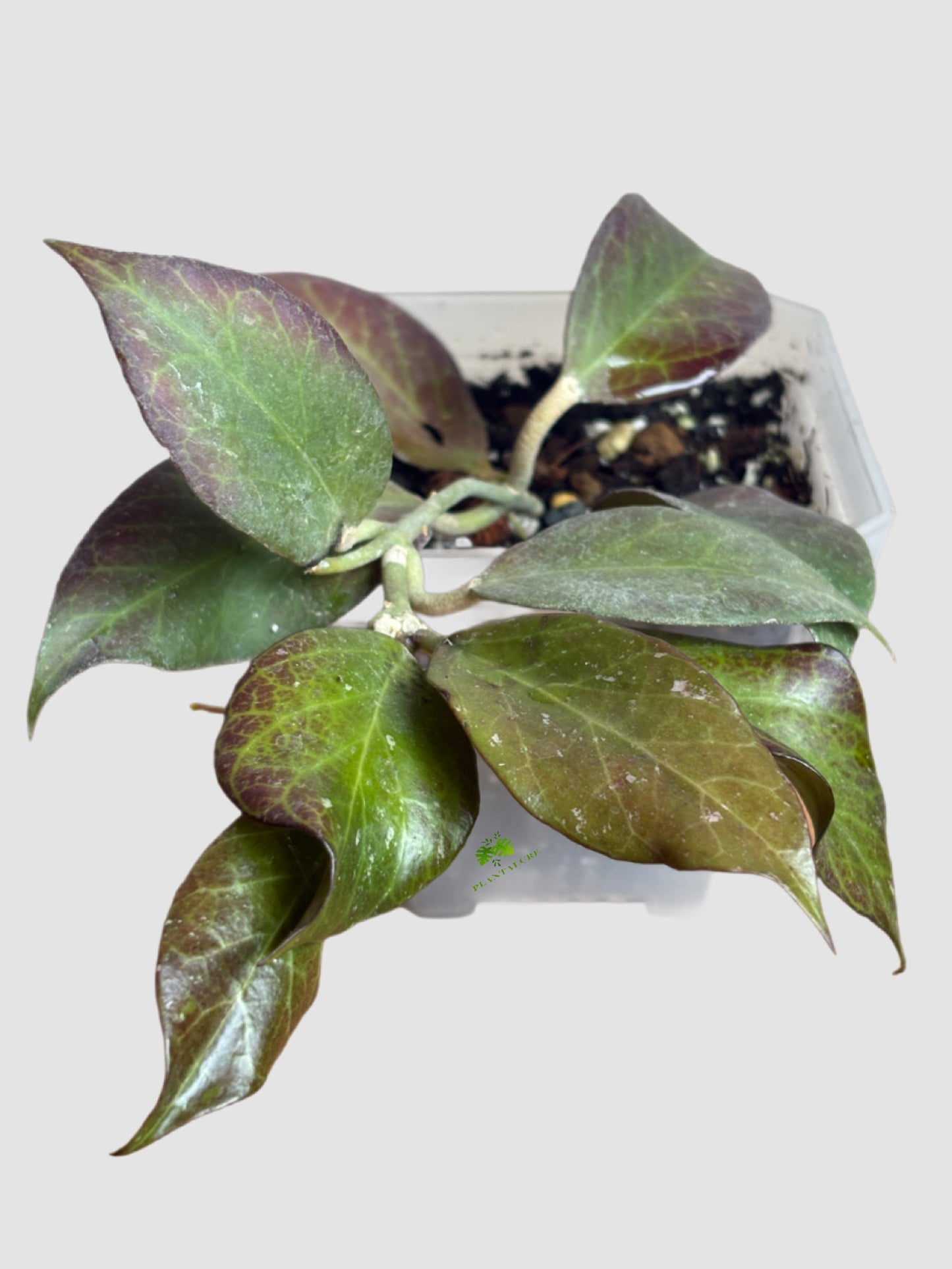 Hoya Sunrise | Sun-Stressed Red Leaves & Fragrant Blooms