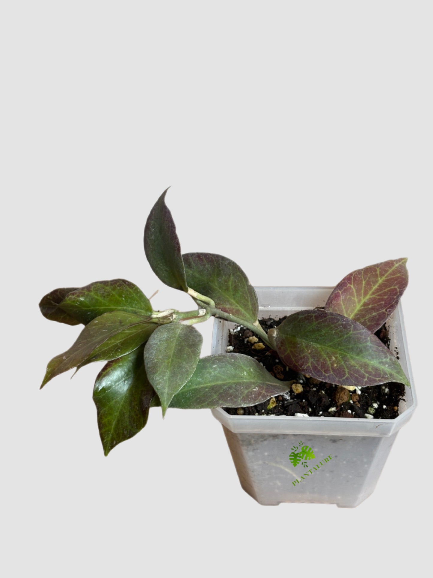 Hoya Sunrise | Sun-Stressed Red Leaves & Fragrant Blooms