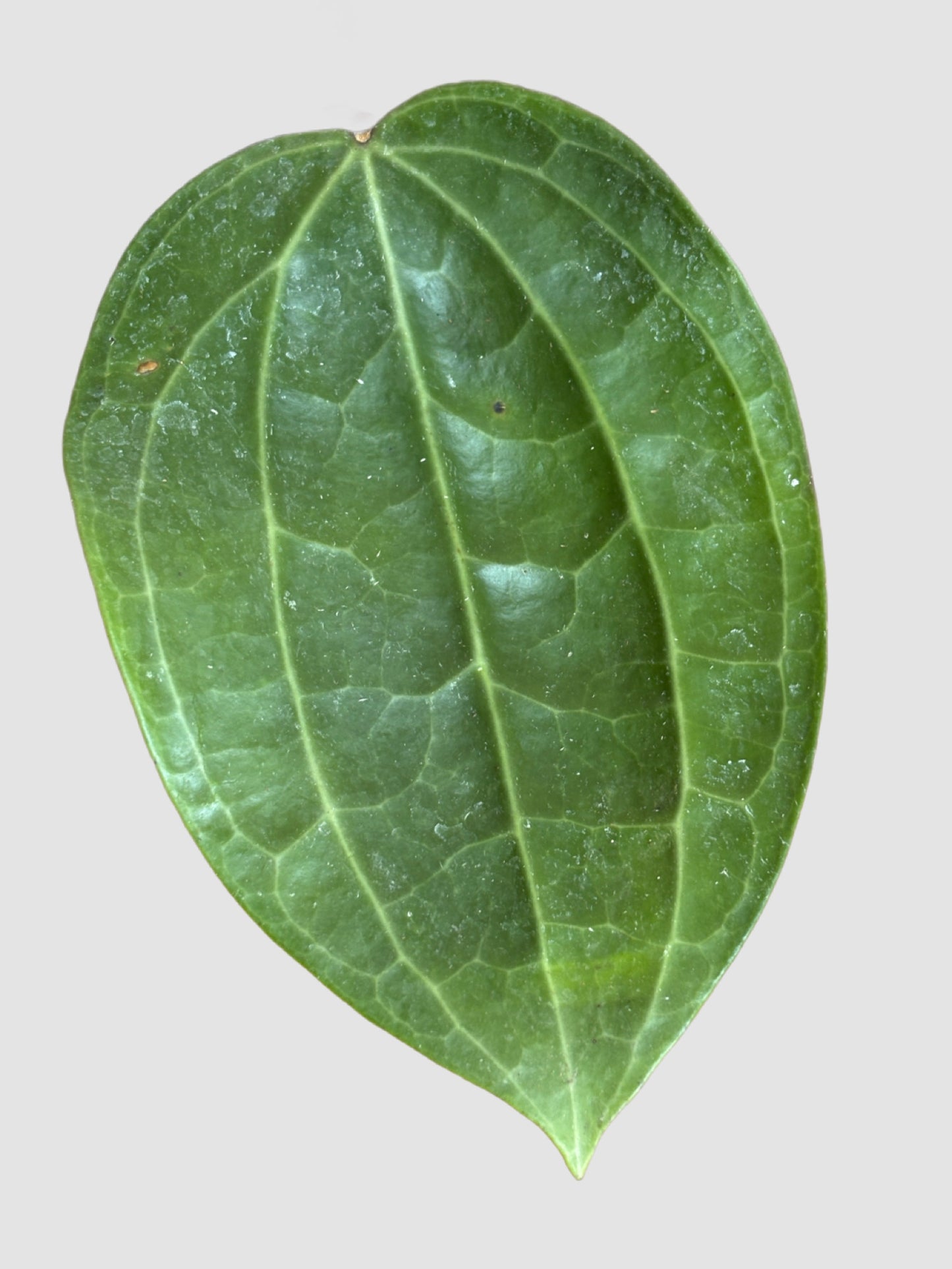 Hoya Sarawak – Rare Tropical Flowering Hoya