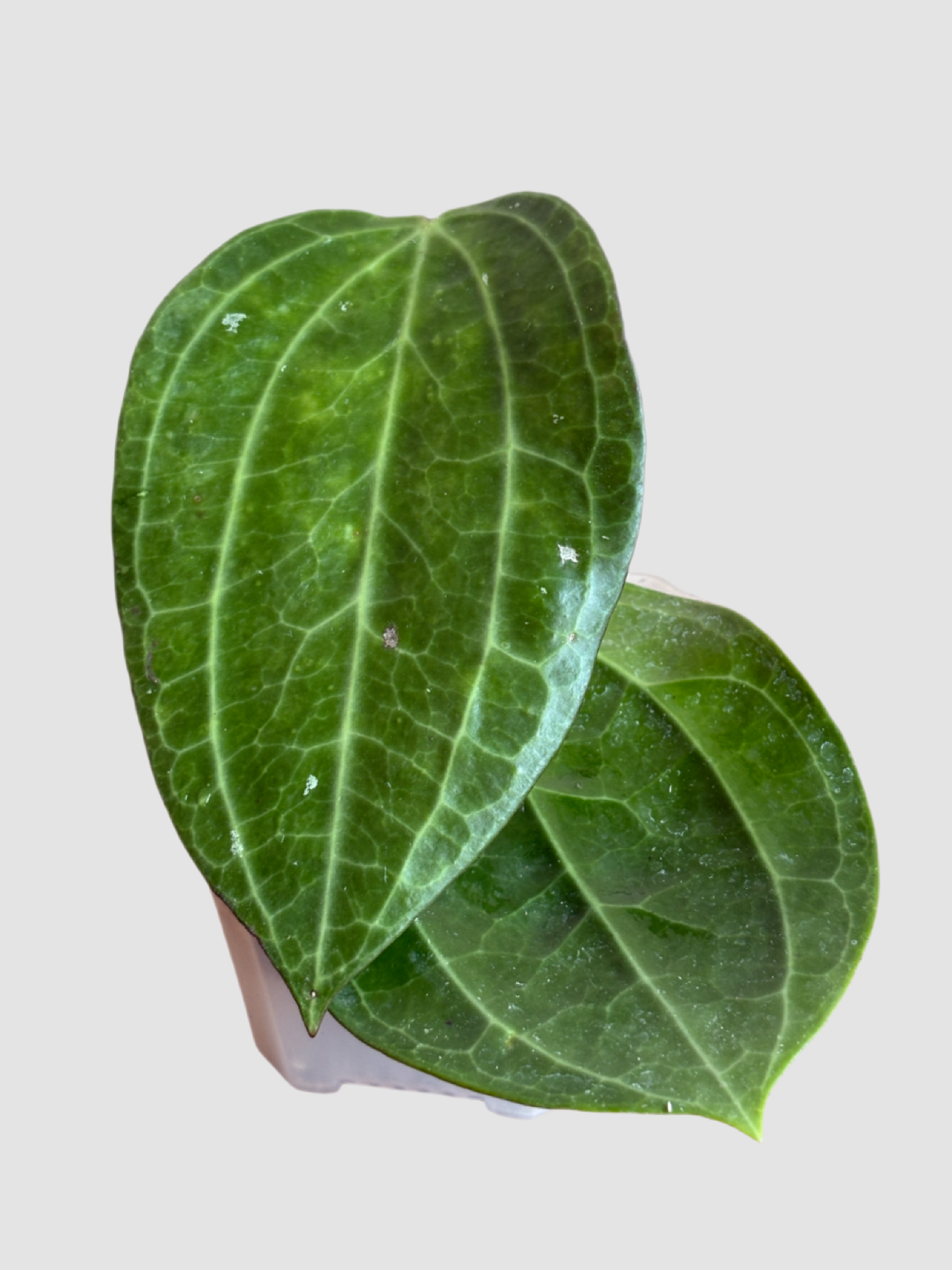 Hoya Sarawak – Rare Tropical Flowering Hoya