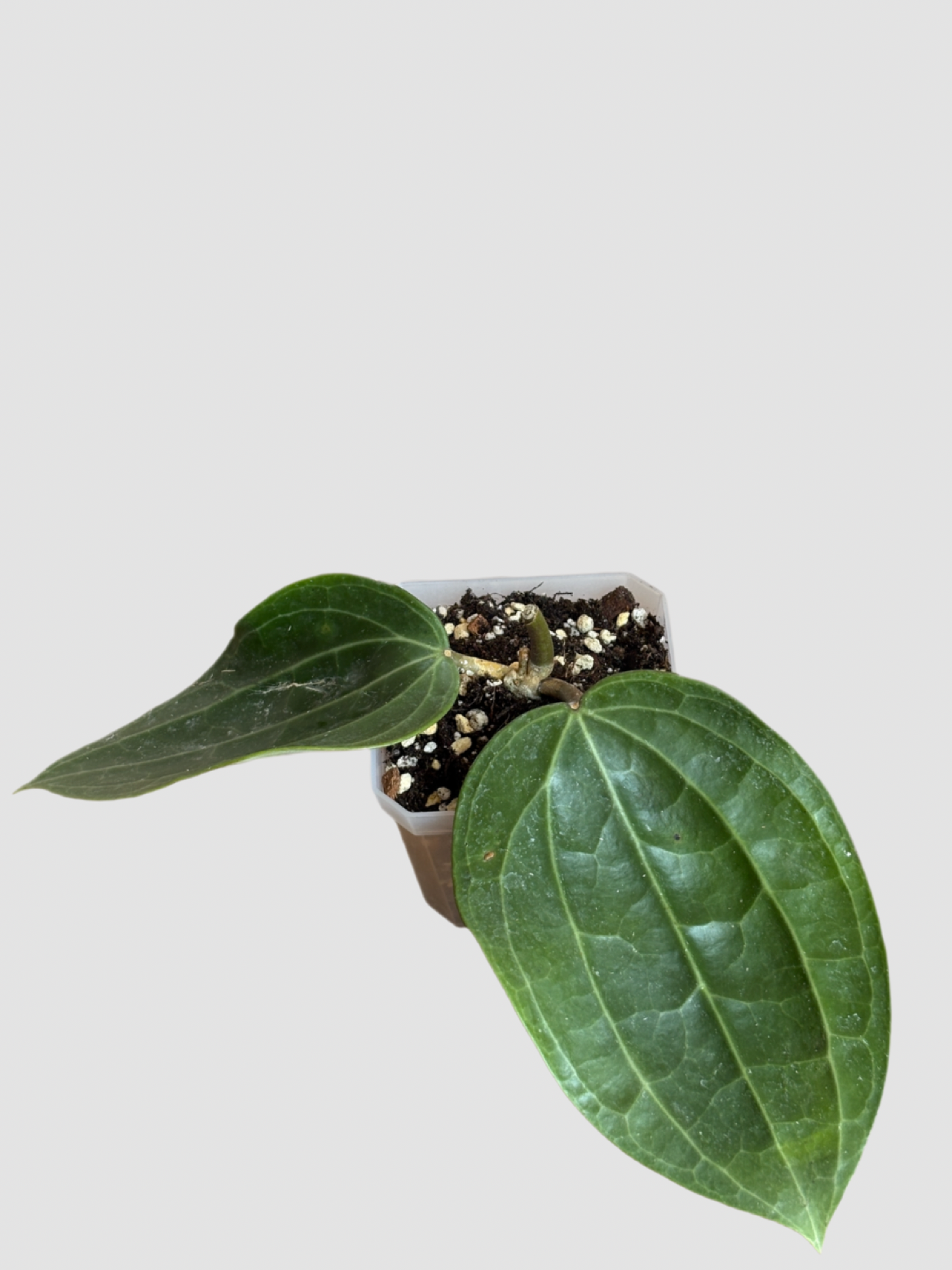 Hoya Sarawak – Rare Tropical Flowering Hoya