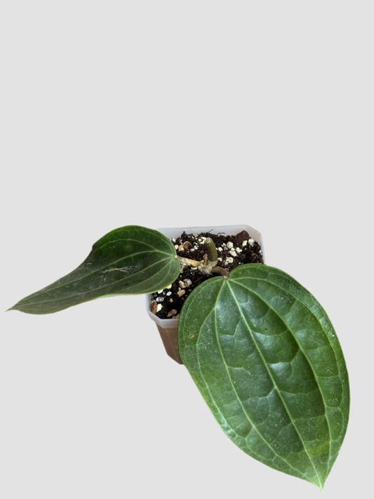 Hoya Sarawak