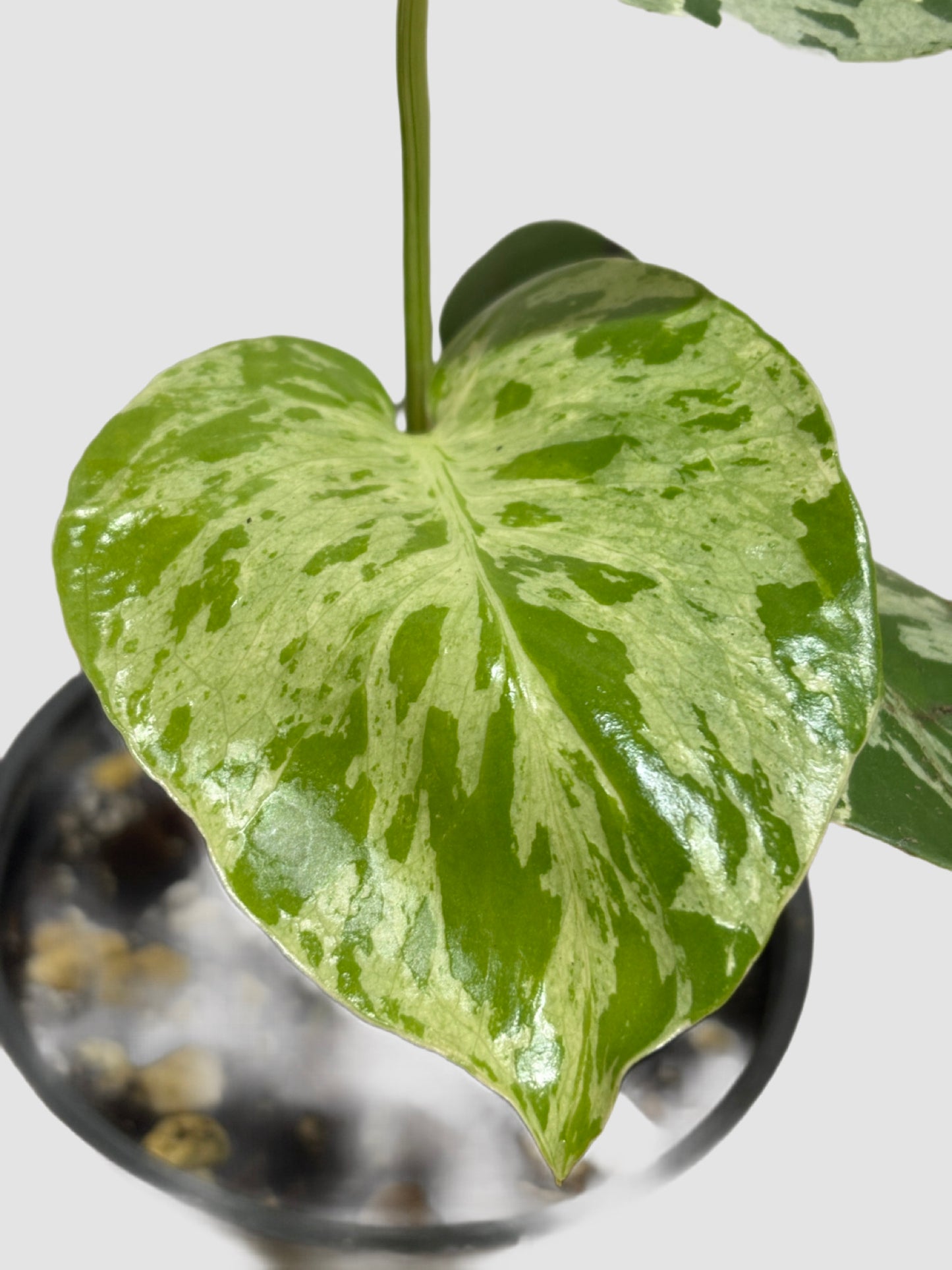 Monstera deliciosa 'Bulbasaur' – Rare Mint Variegated Collector Monstera
