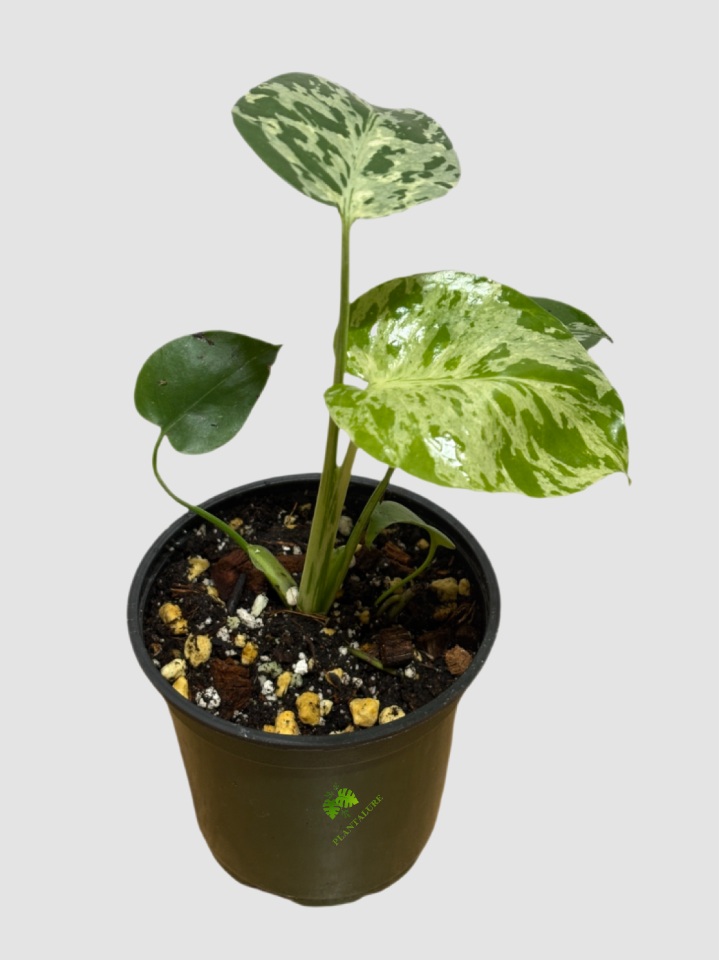 Monstera deliciosa 'Bulbasaur' – Rare Mint Variegated Collector Monstera
