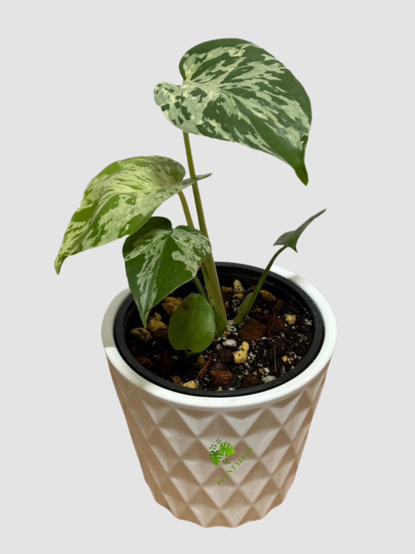 Monstera deliciosa 'Bulbasaur' – Rare Mint Variegated Collector Monstera