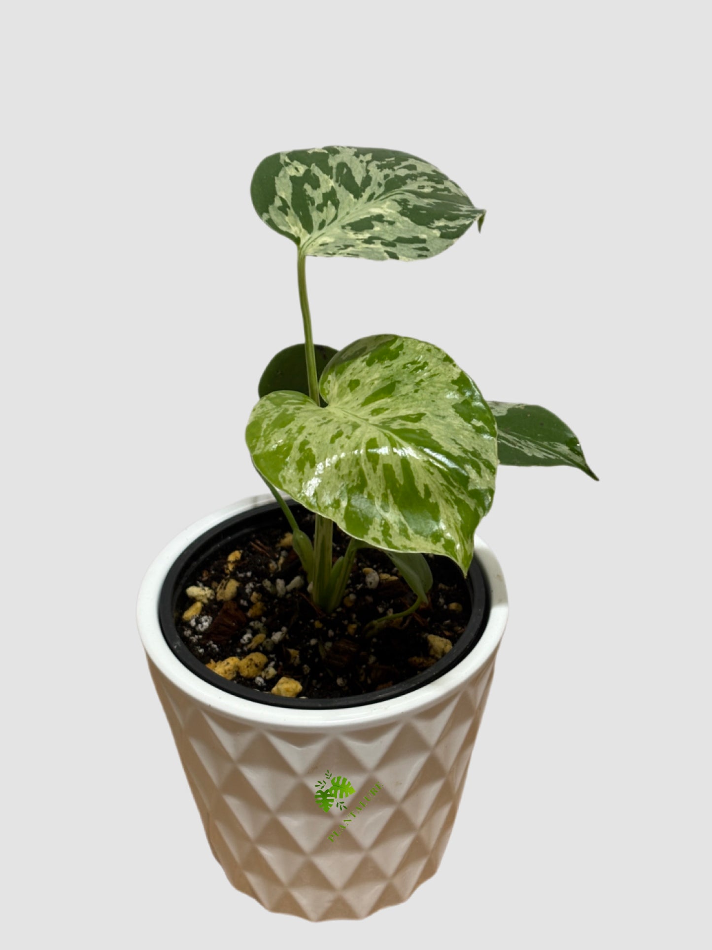 Monstera deliciosa 'Bulbasaur' – Rare Mint Variegated Collector Monstera