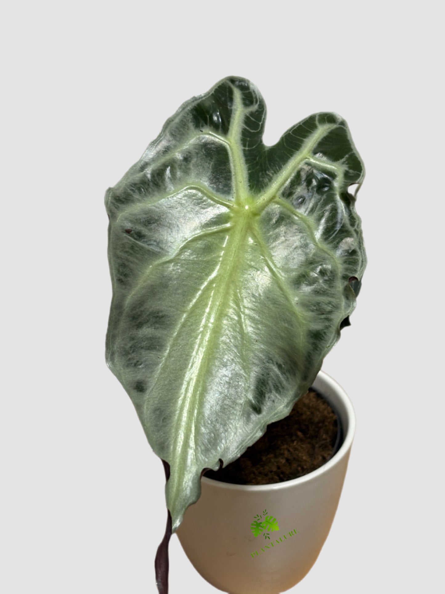 Alocasia “Venom” (Venenum) – Rare Dark Foliage Indoor Plant