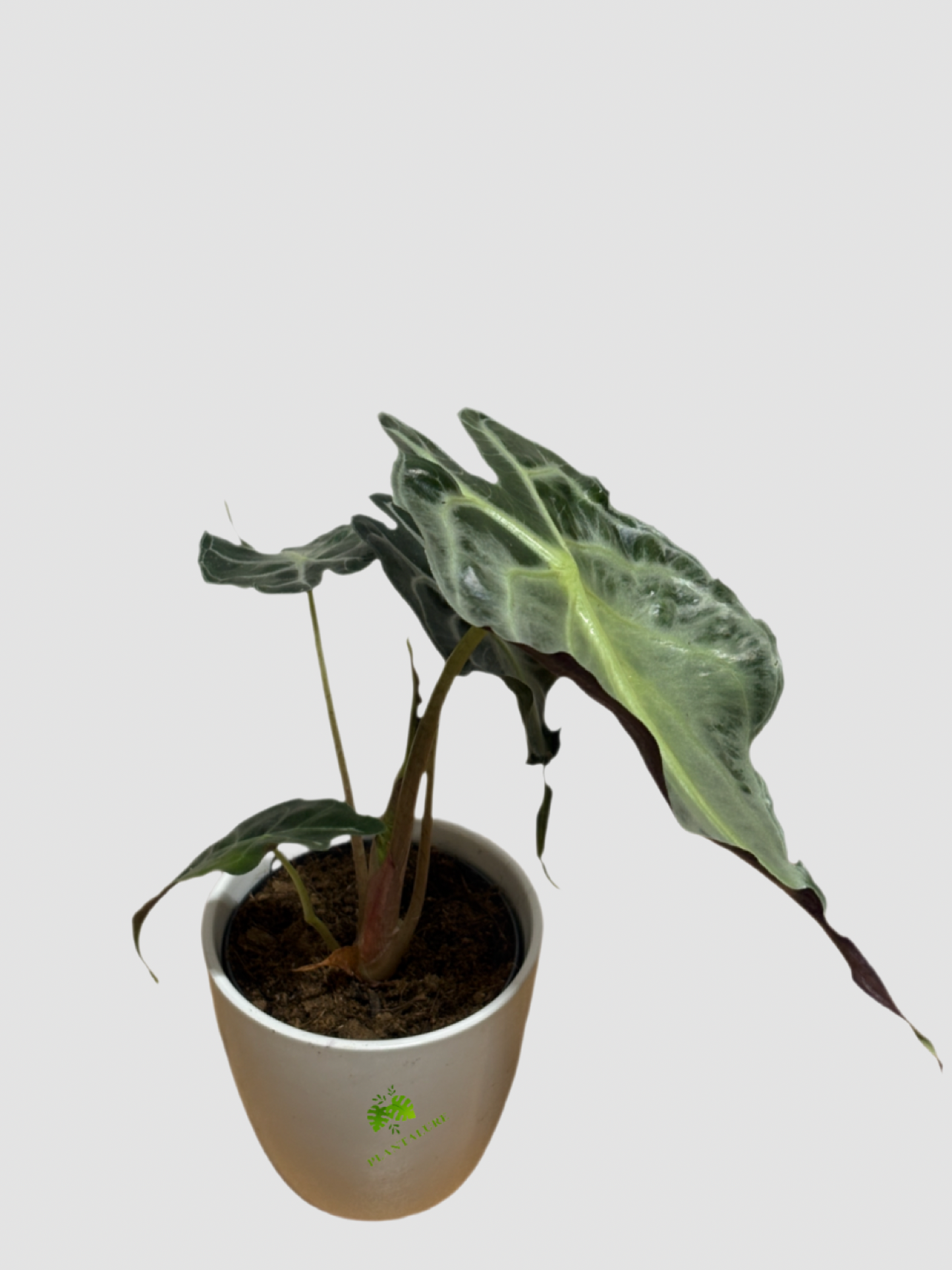 Alocasia “Venom” (Venenum) – Rare Dark Foliage Indoor Plant