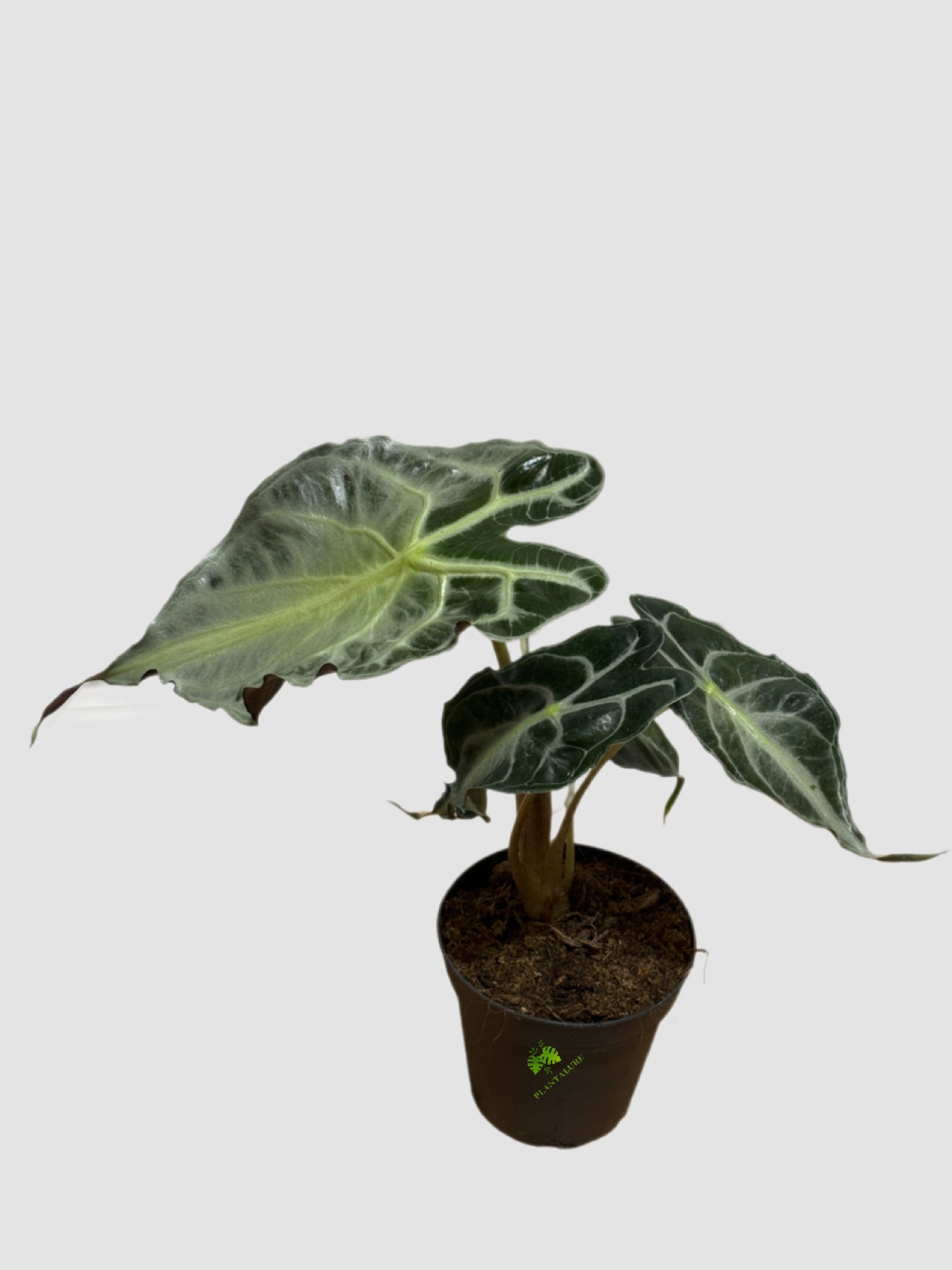 Alocasia “Venom” (Venenum) – Rare Dark Foliage Indoor Plant