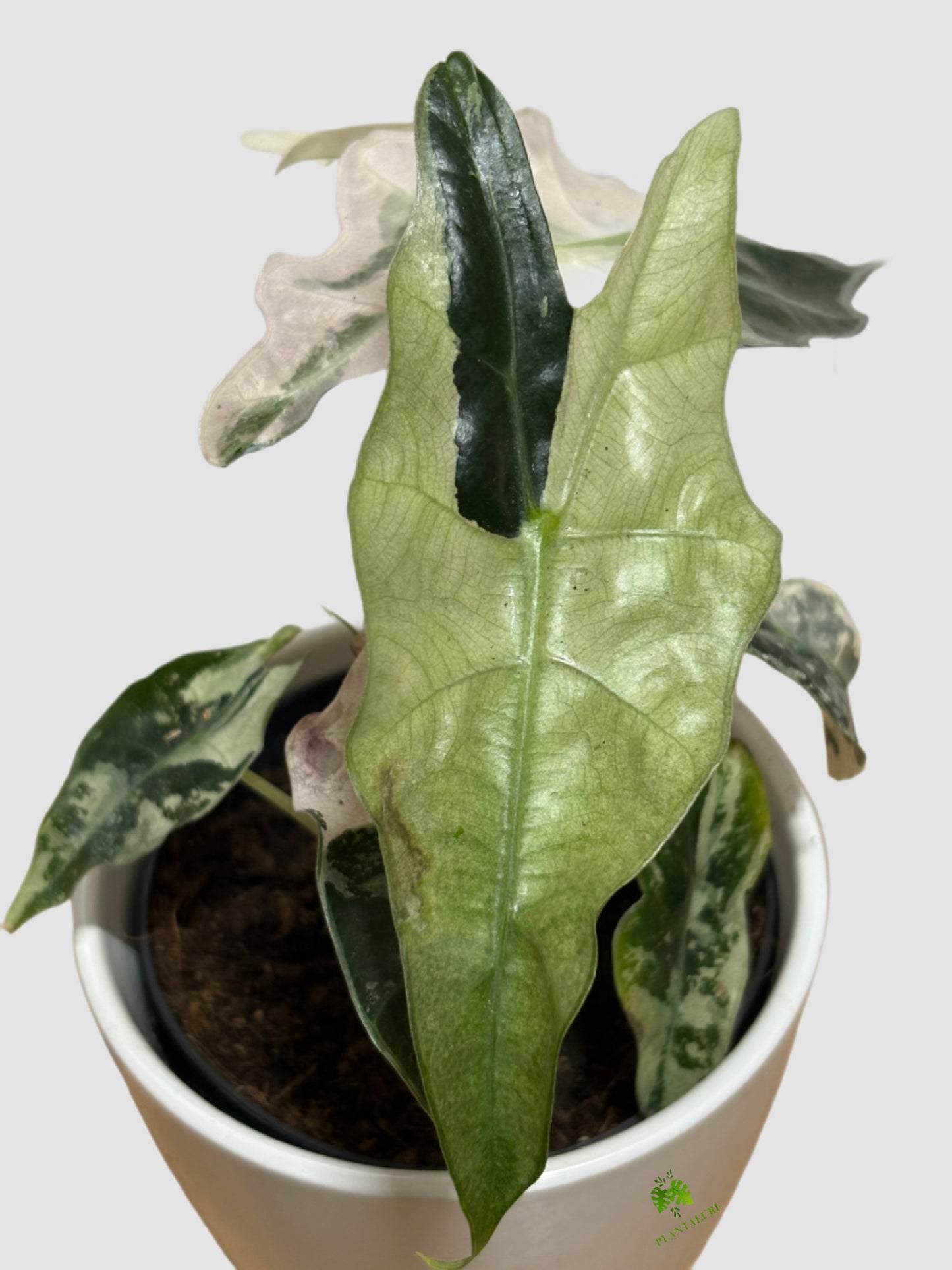 Alocasia Polly Pink Variegated Mutant– Rare Collector Plant