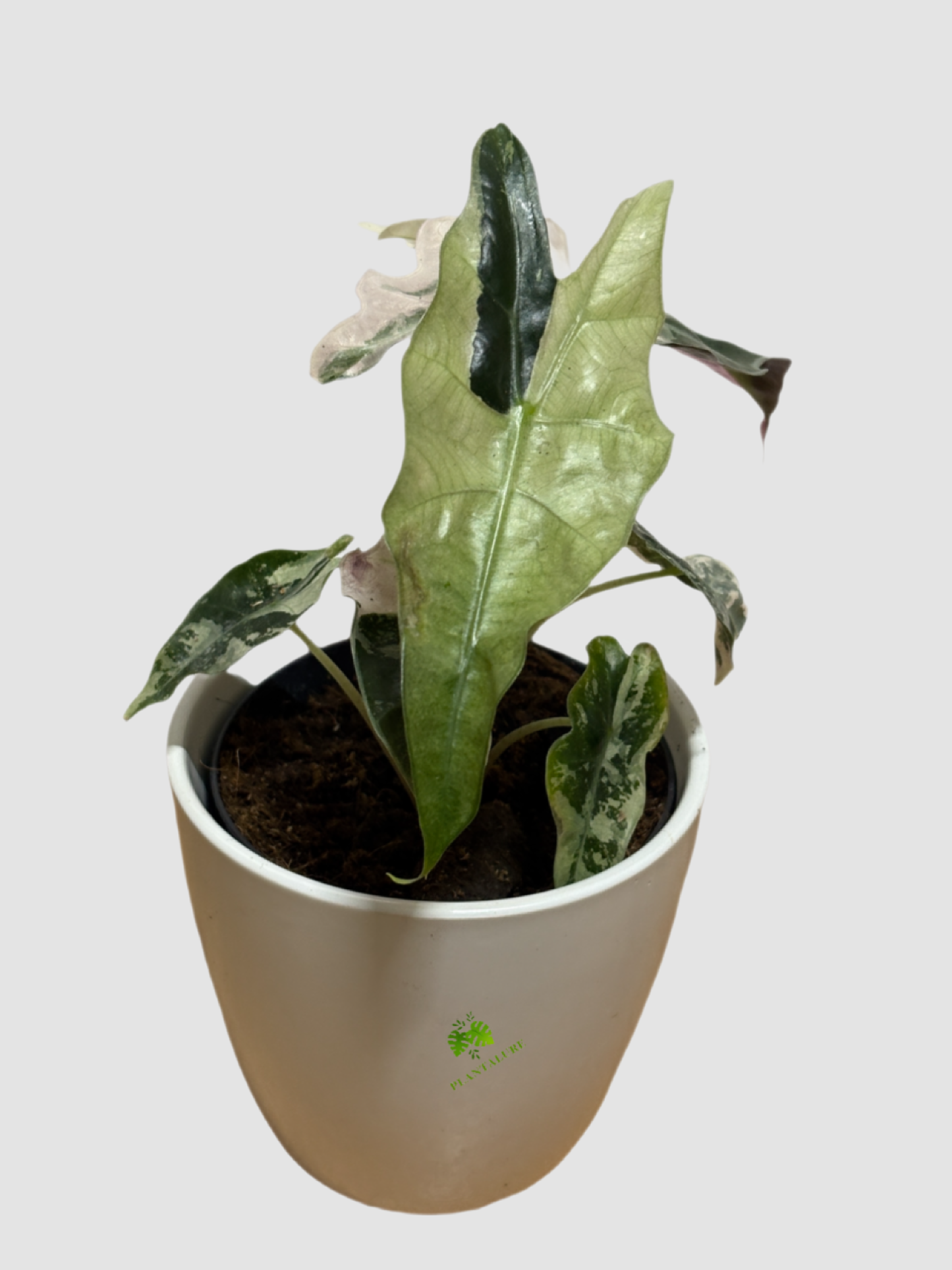 Alocasia Polly Pink Variegated Mutant– Rare Collector Plant