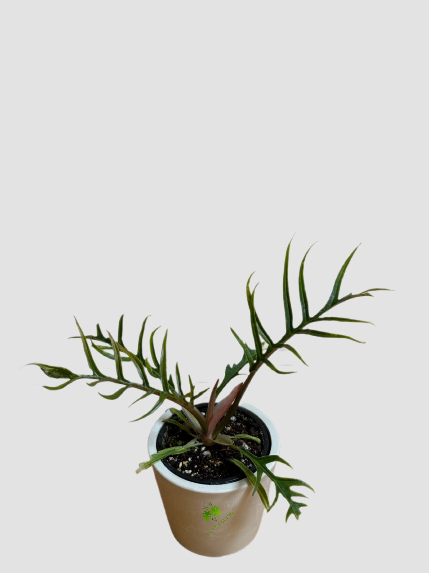 Philodendron Tortum