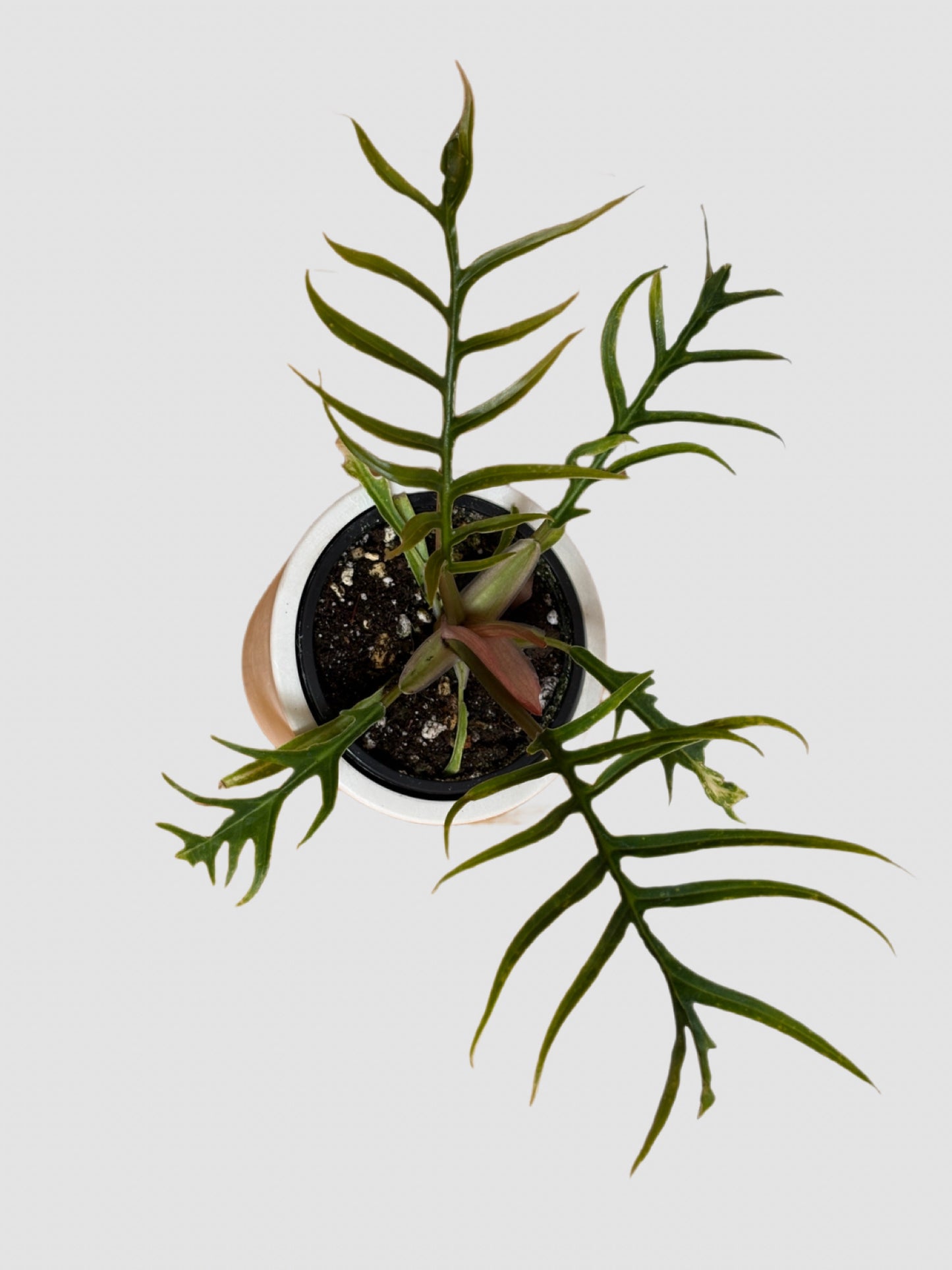 Philodendron Tortum