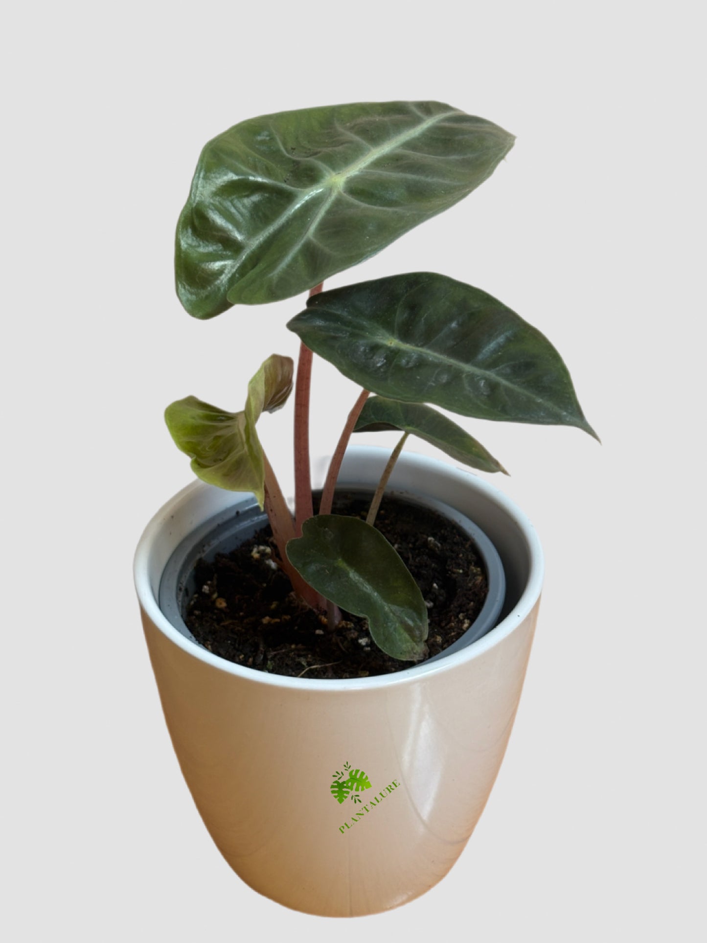 Alocasia Pink Dragon