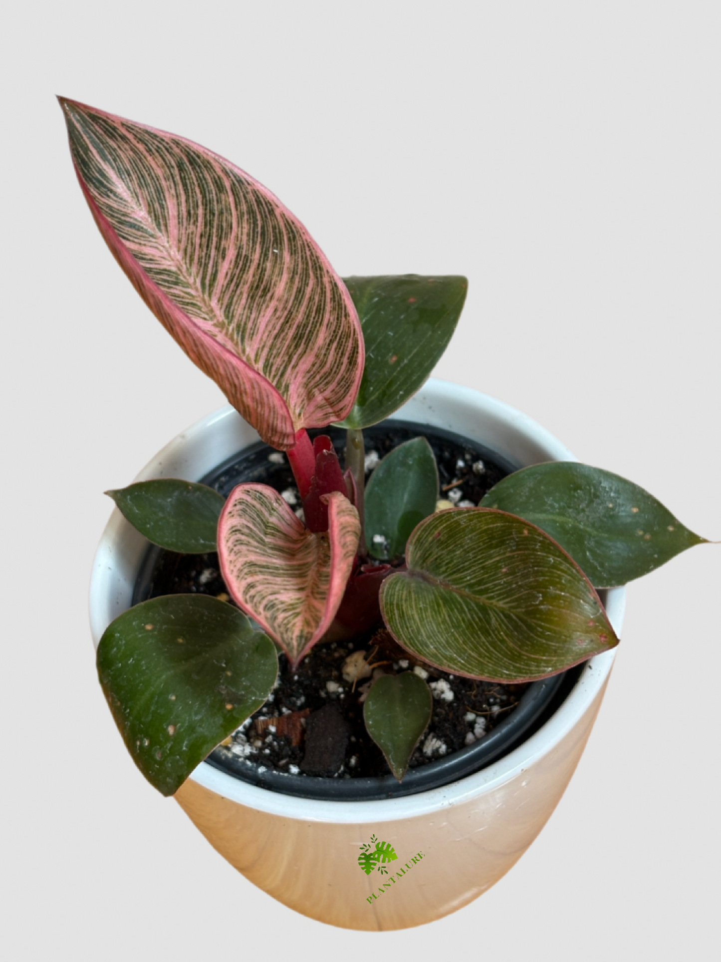 Philodendron ‘Pink Birkin’