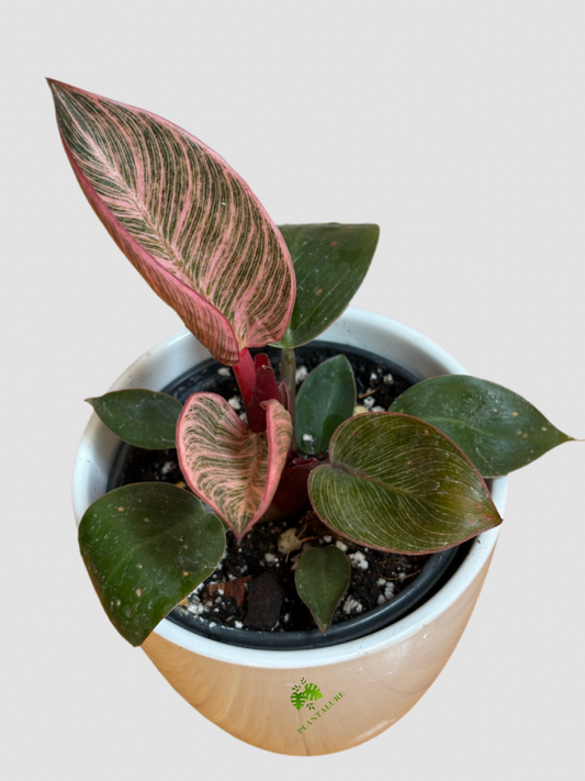 Philodendron Pink Birkin with white pinstripe variegated leaves styled in decorative pot indoors - Plantalure Canada
