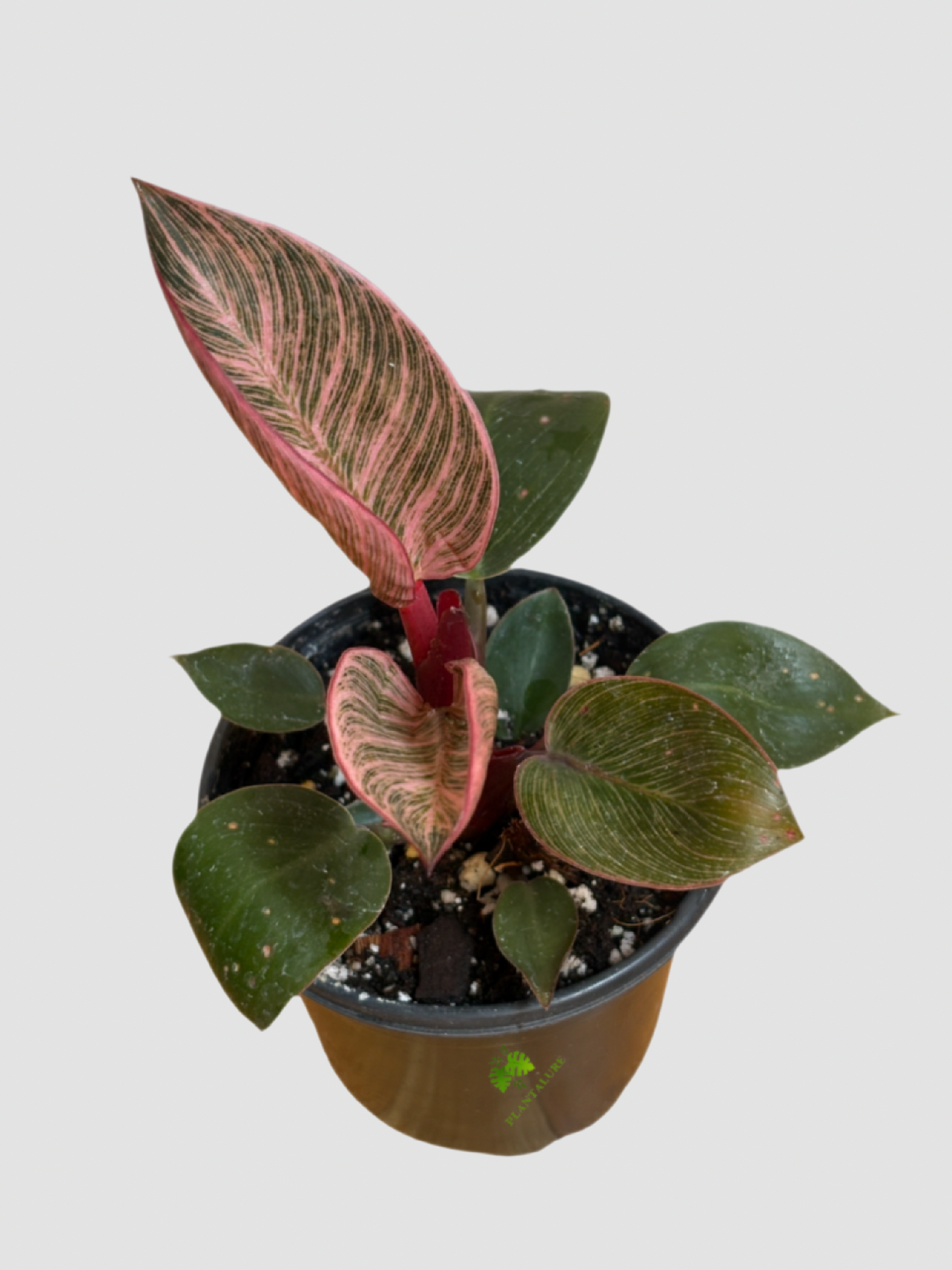 Philodendron ‘Pink Birkin’