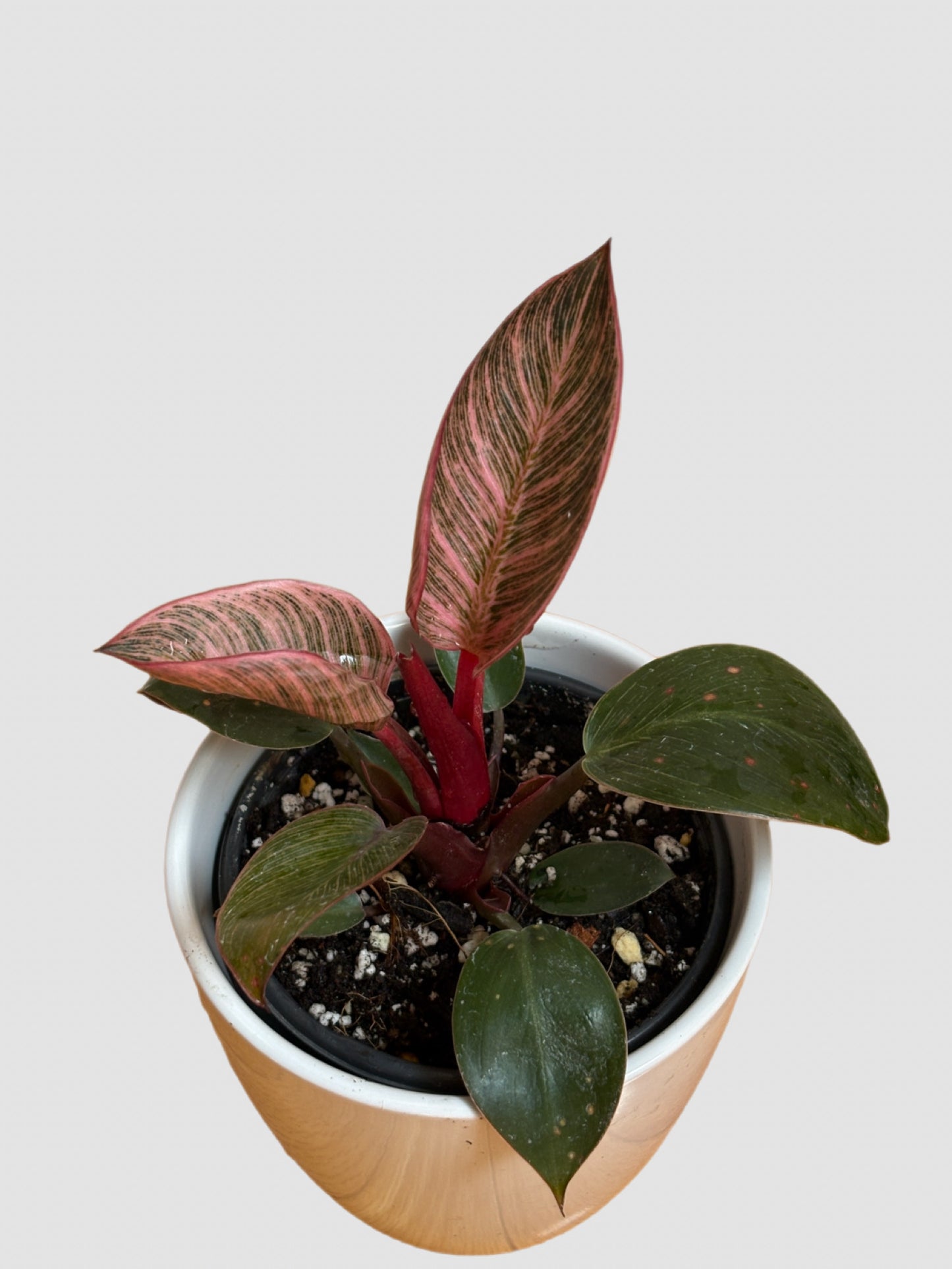 Philodendron ‘Pink Birkin’