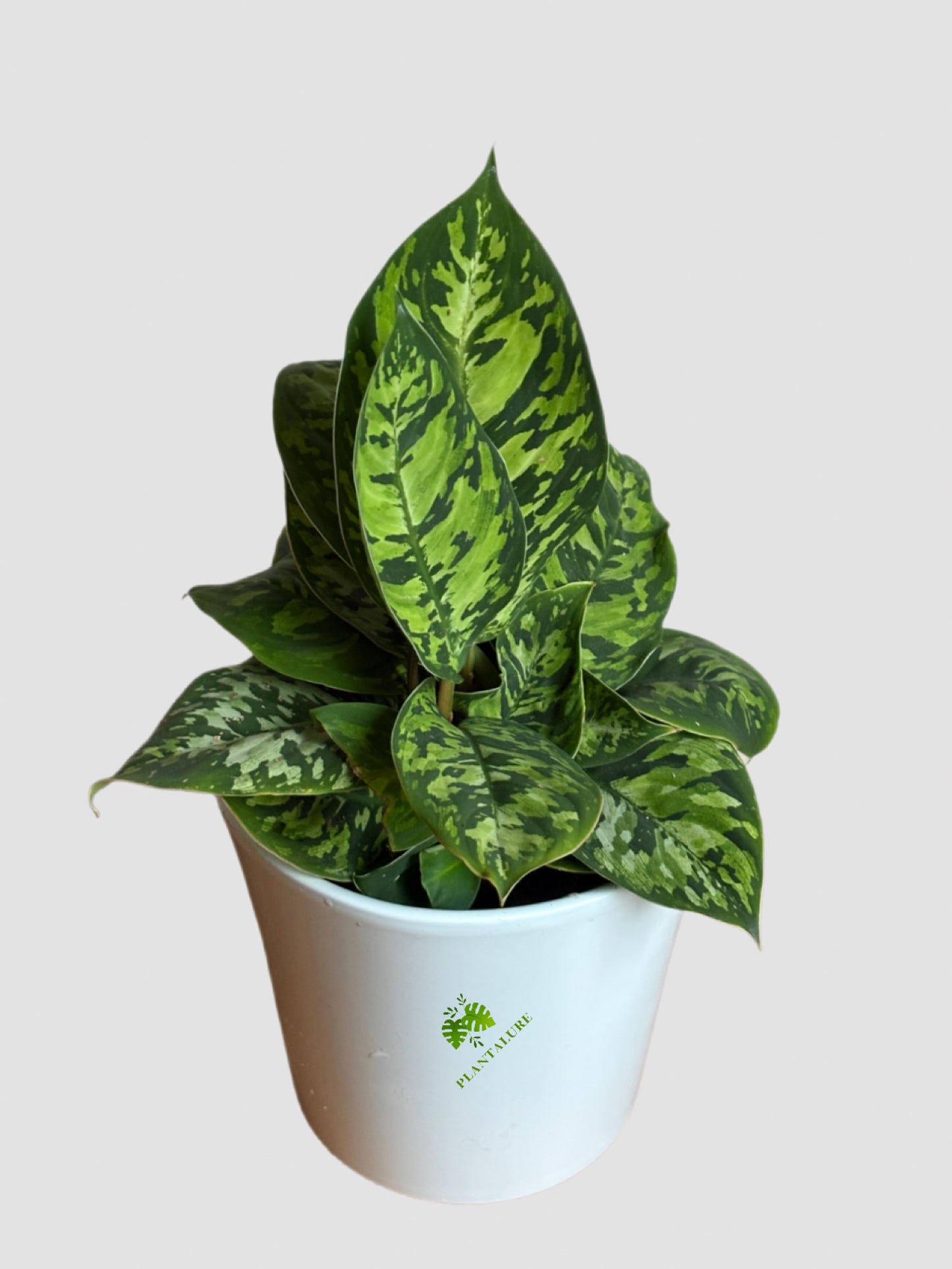 Homalomena 'Camouflage' 6" ceramic pot – mottled green camouflage-patterned leaves, grown in Canada by Plantalure