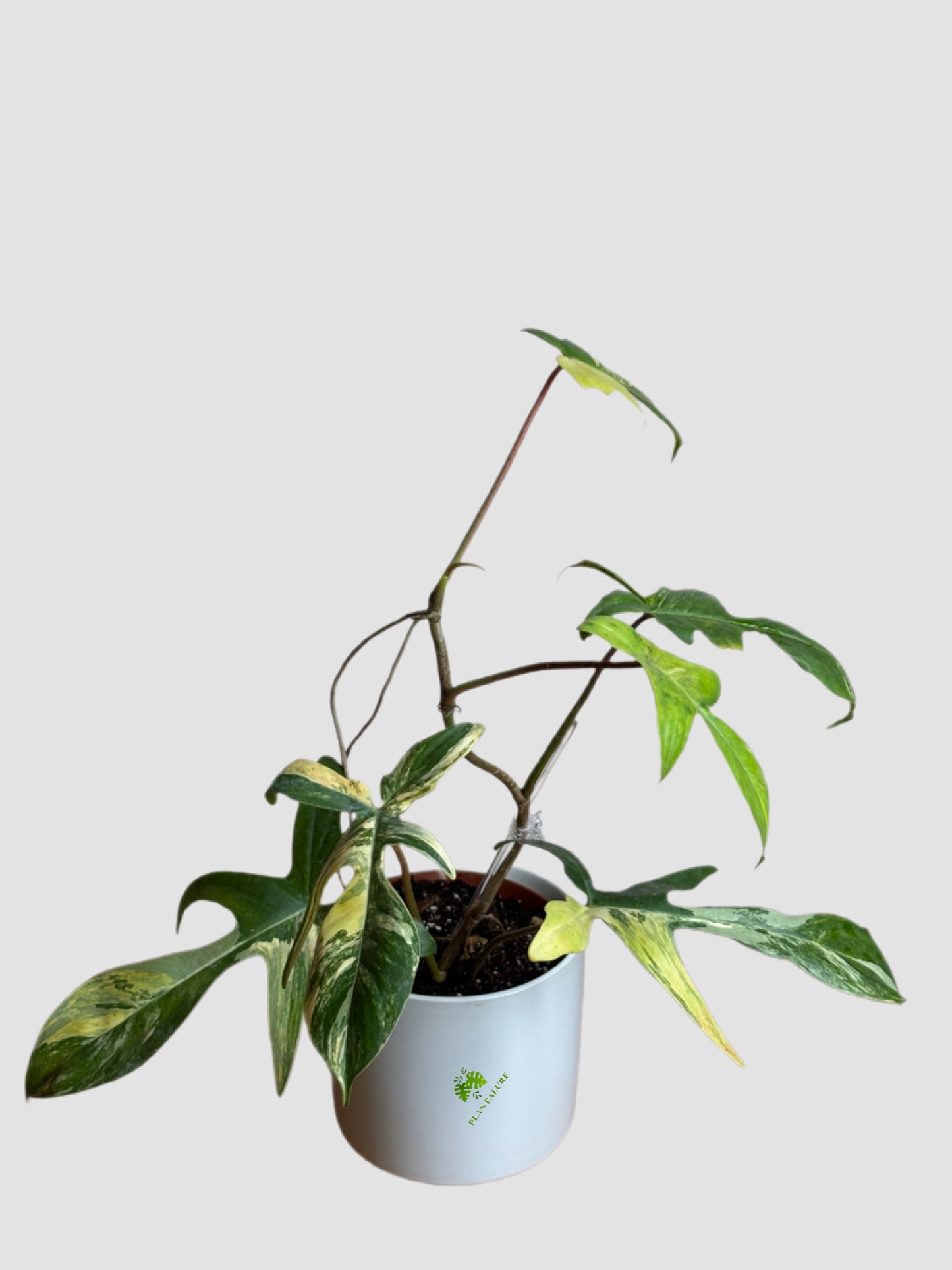 Philodendron Florida Beauty 6" Ceramic pot – variegated lobed foliage, grown in Canada by Plantalure