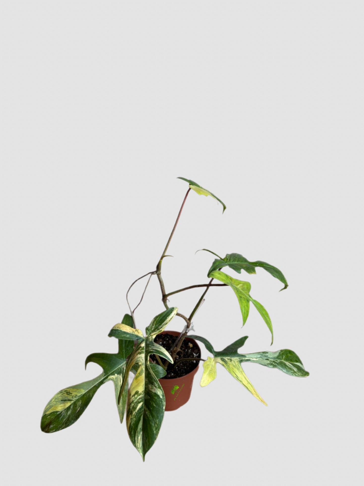 Philodendron Florida Beauty 6" nursery pot – striking variegated leaves, grown in Canada by Plantalure