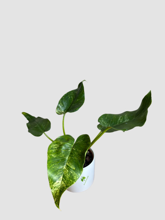 Philodendron Gigantum Blizzard