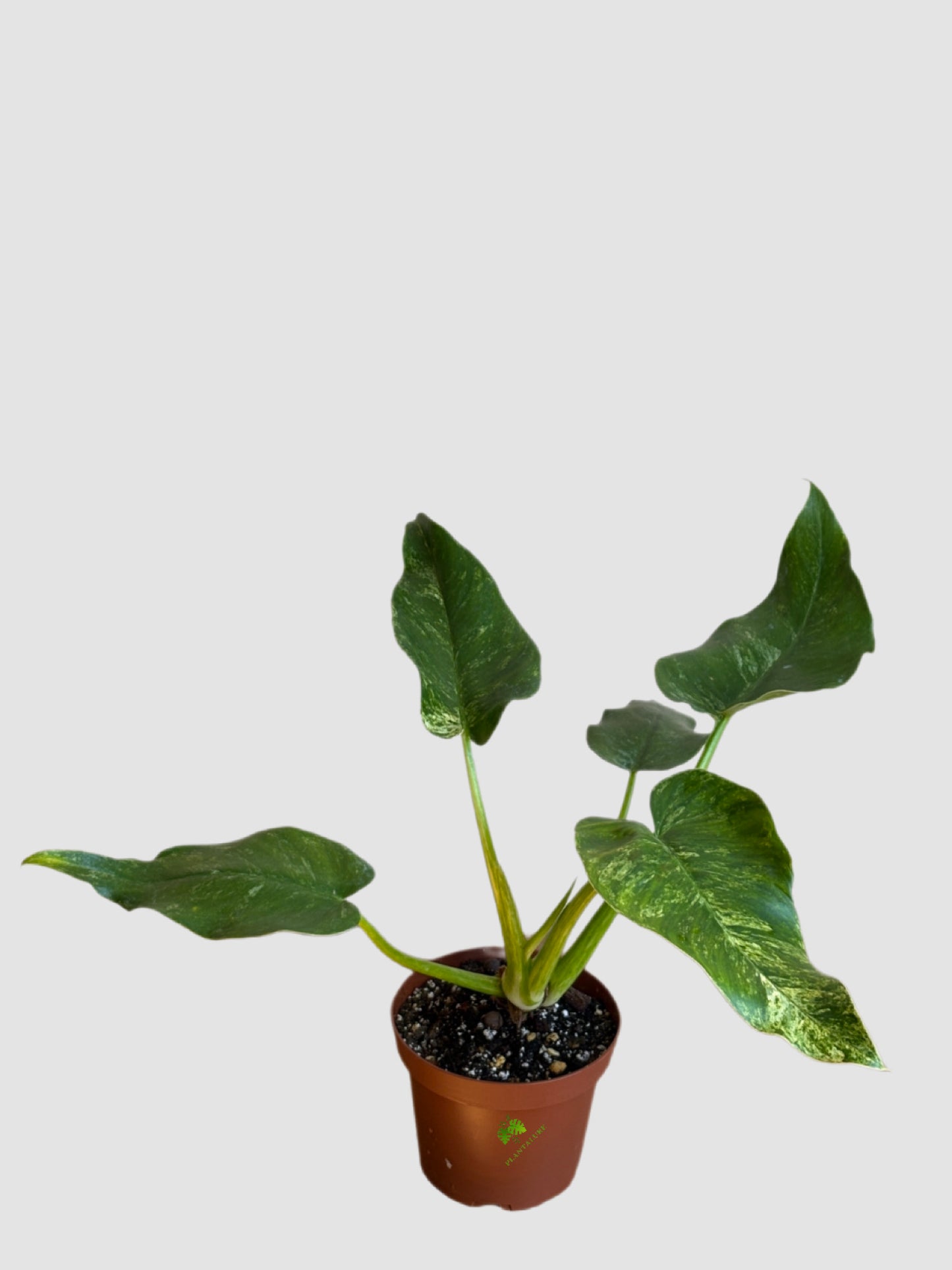 Philodendron Gigantum Blizzard